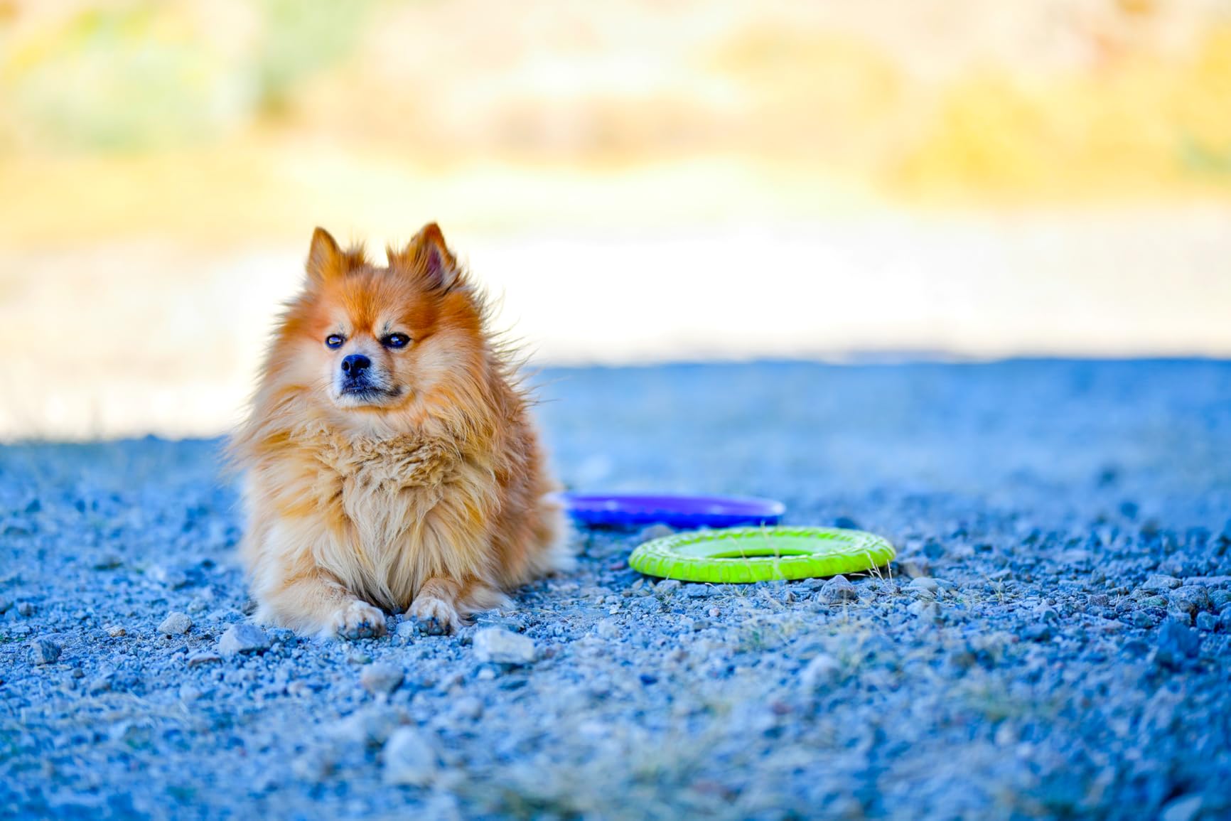 Rokinon 135mm F2.0 ED UMC Telephoto Lens for Nikon Digital SLR Cameras - Customer Photo 1