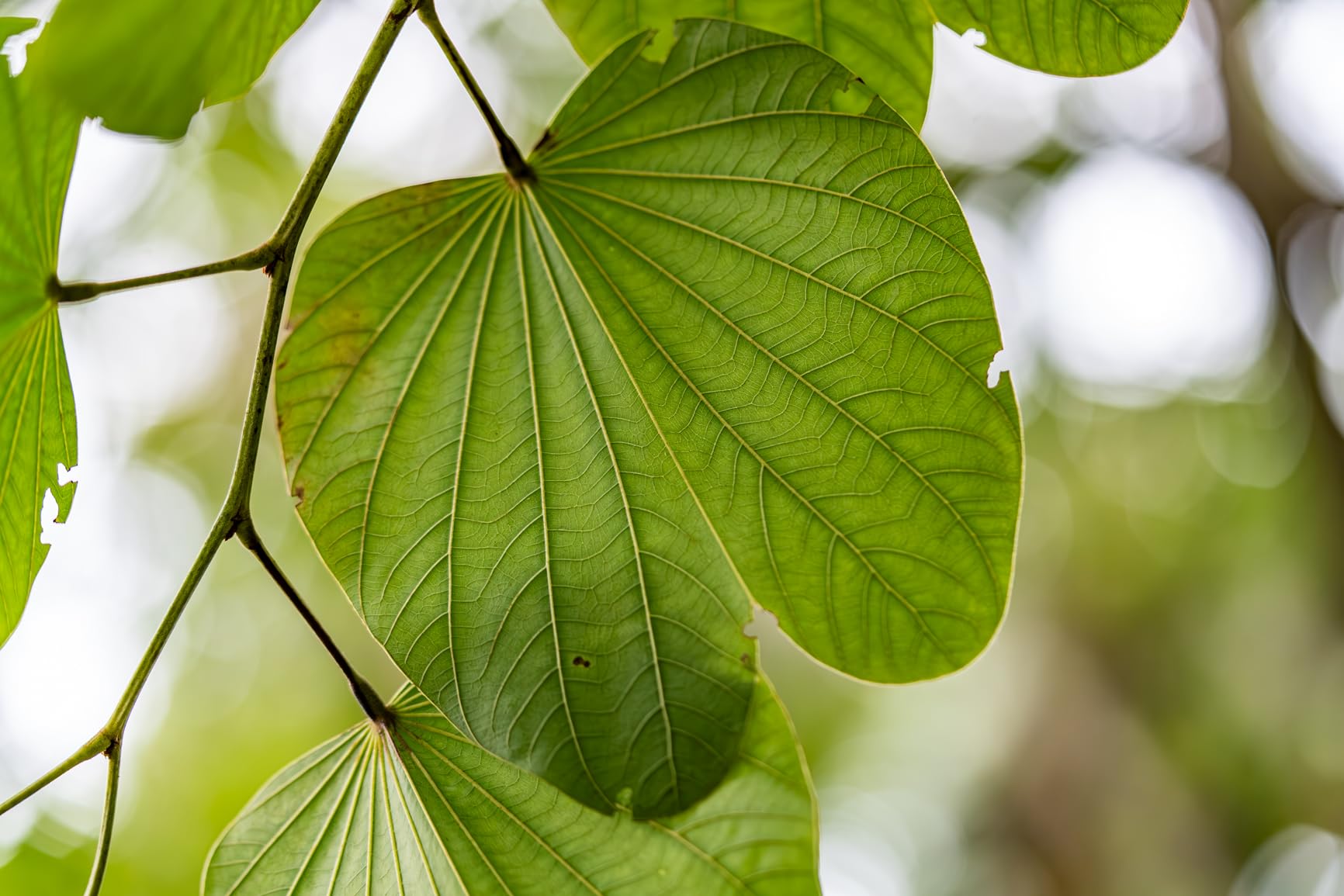 Sony SEL90M28G FE 90mm f/2.8-22 Macro G OSS Standard-Prime Lens for Mirrorless Cameras,Black customer photo 1