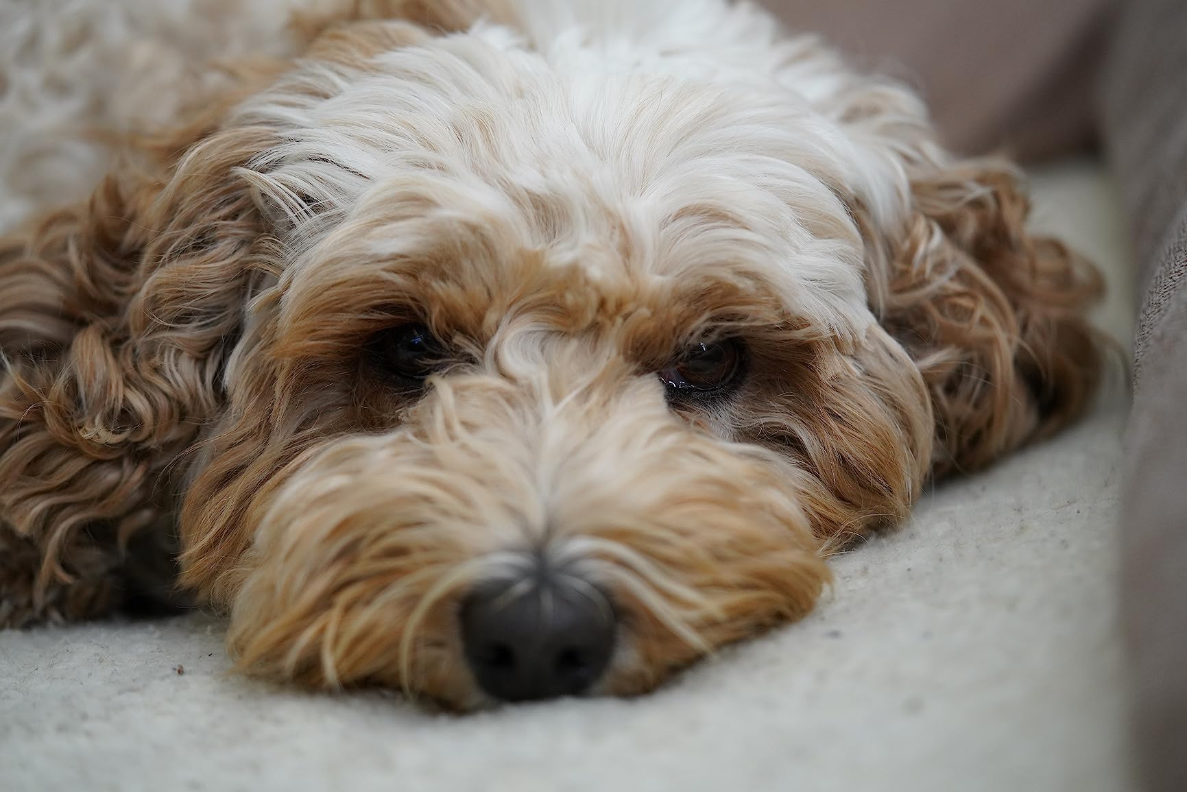 Sony SEL90M28G FE 90mm f/2.8-22 Macro G OSS Standard-Prime Lens for Mirrorless Cameras,Black customer photo 2