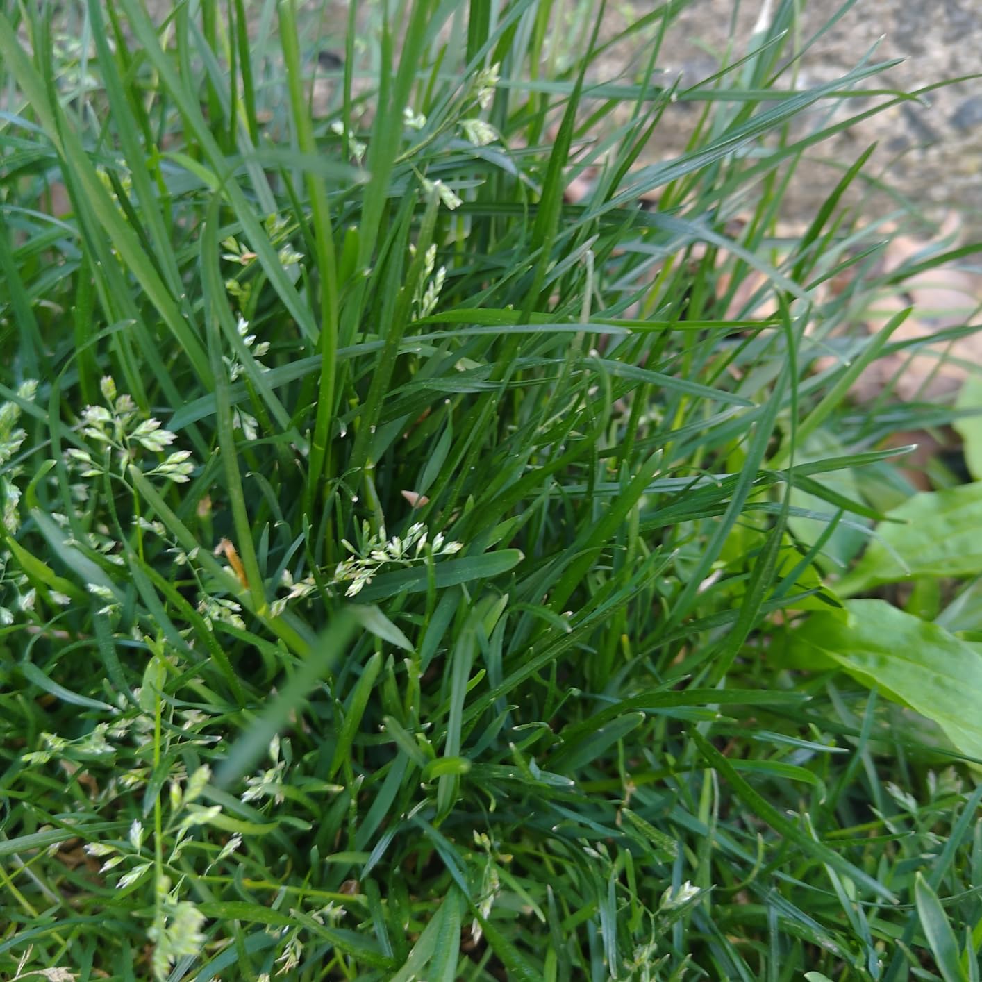 Wondercide - Flea and Tick Spray Concentrate for Yard and Garden with Natural Essential Oils – Kill, Control, Prevent, Fleas, Ticks, Mosquitoes and Insects - Safe Around Pets, Plants, Kids - 16 oz - Customer Photo 1