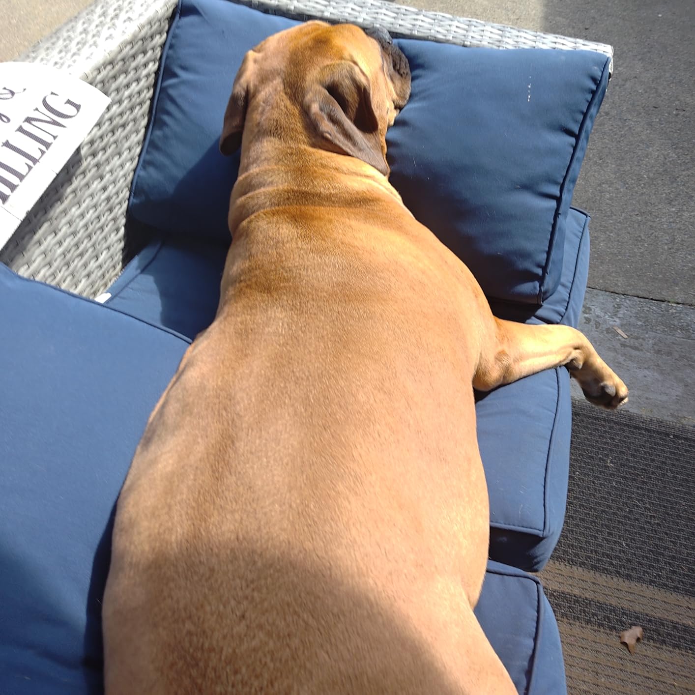 Wondercide - Flea and Tick Spray Concentrate for Yard and Garden with Natural Essential Oils – Kill, Control, Prevent, Fleas, Ticks, Mosquitoes and Insects - Safe Around Pets, Plants, Kids - 16 oz - Customer Photo 2