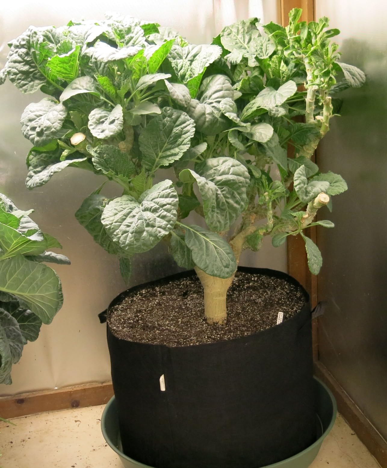 VIVOSUN 5-Pack 10 Gallon Plant Grow Bags, Heavy Duty Thickened Nonwoven Fabric Pots with Handles - Customer Photo 3