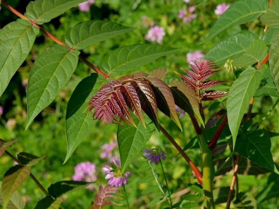 Panasonic LUMIX G7 4K Digital Camera, with LUMIX G VARIO 14-42mm Mega O.I.S. Lens, 16 Megapixel Mirrorless Camera, 3-Inch LCD, DMC-G7KK (Black) - Customer Photo 1