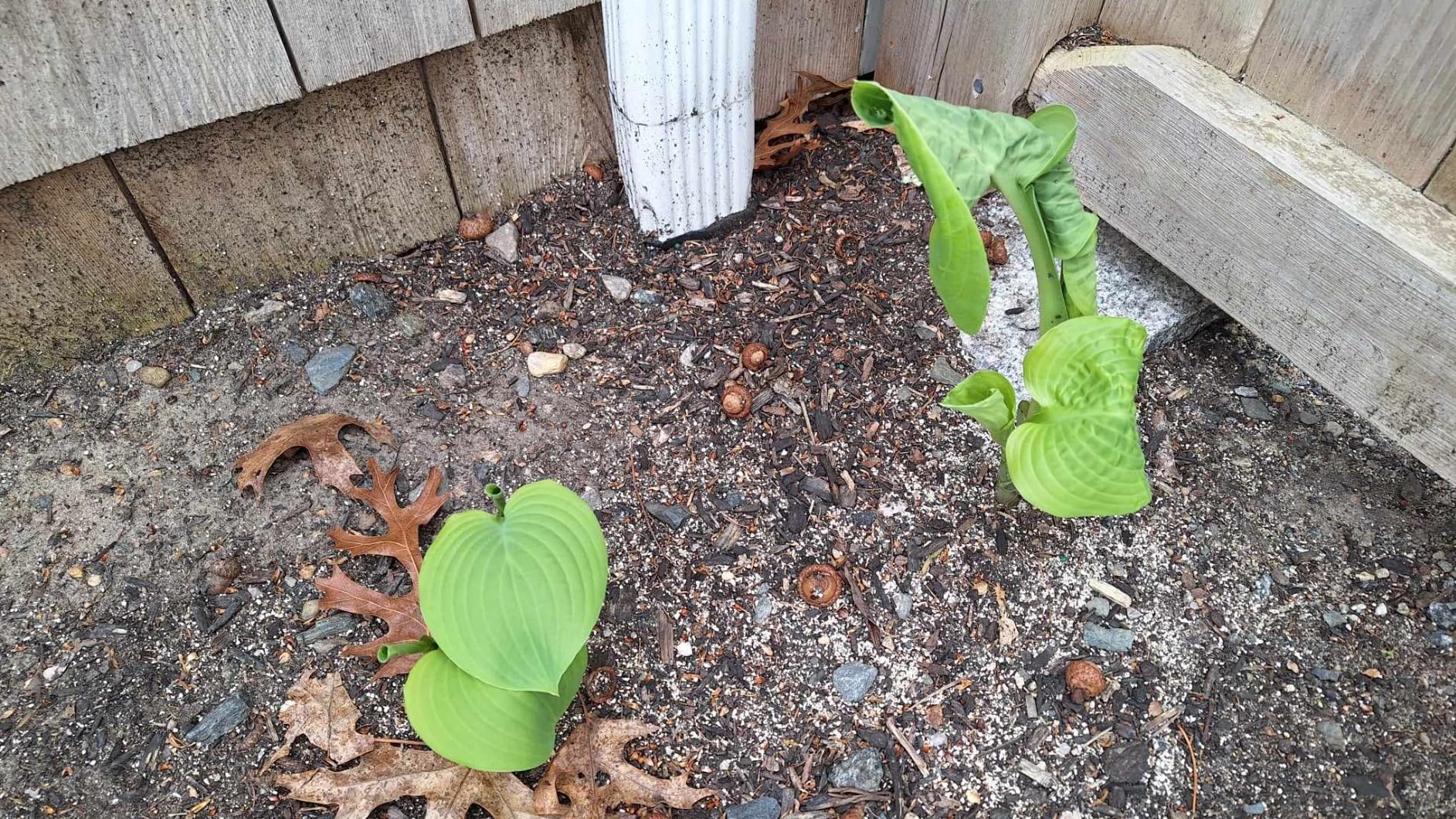 Liquid Fence Deer And Rabbit Repellent Granular 5 Pounds, Harmless To Plants And Animals - Customer Photo 1