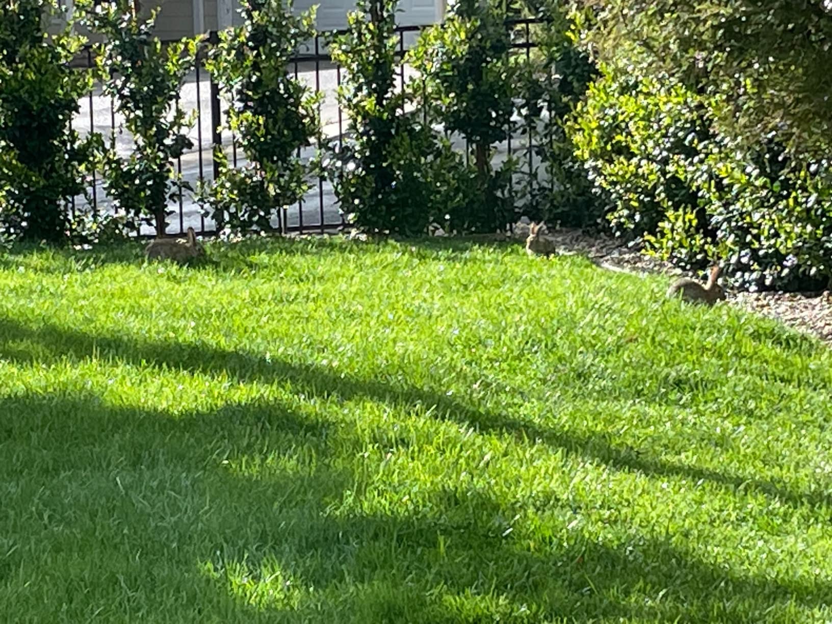 Liquid Fence Deer And Rabbit Repellent Granular 5 Pounds, Harmless To Plants And Animals - Customer Photo 2