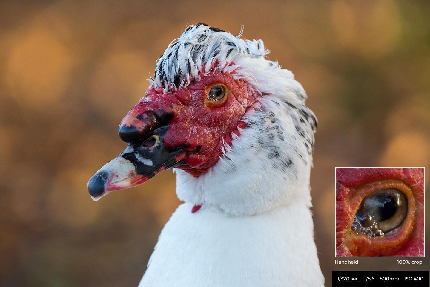 Nikon AF-S FX NIKKOR 200-500mm f/5.6E ED Vibration Reduction Zoom Lens with Auto Focus for Nikon DSLR Cameras customer photo 2