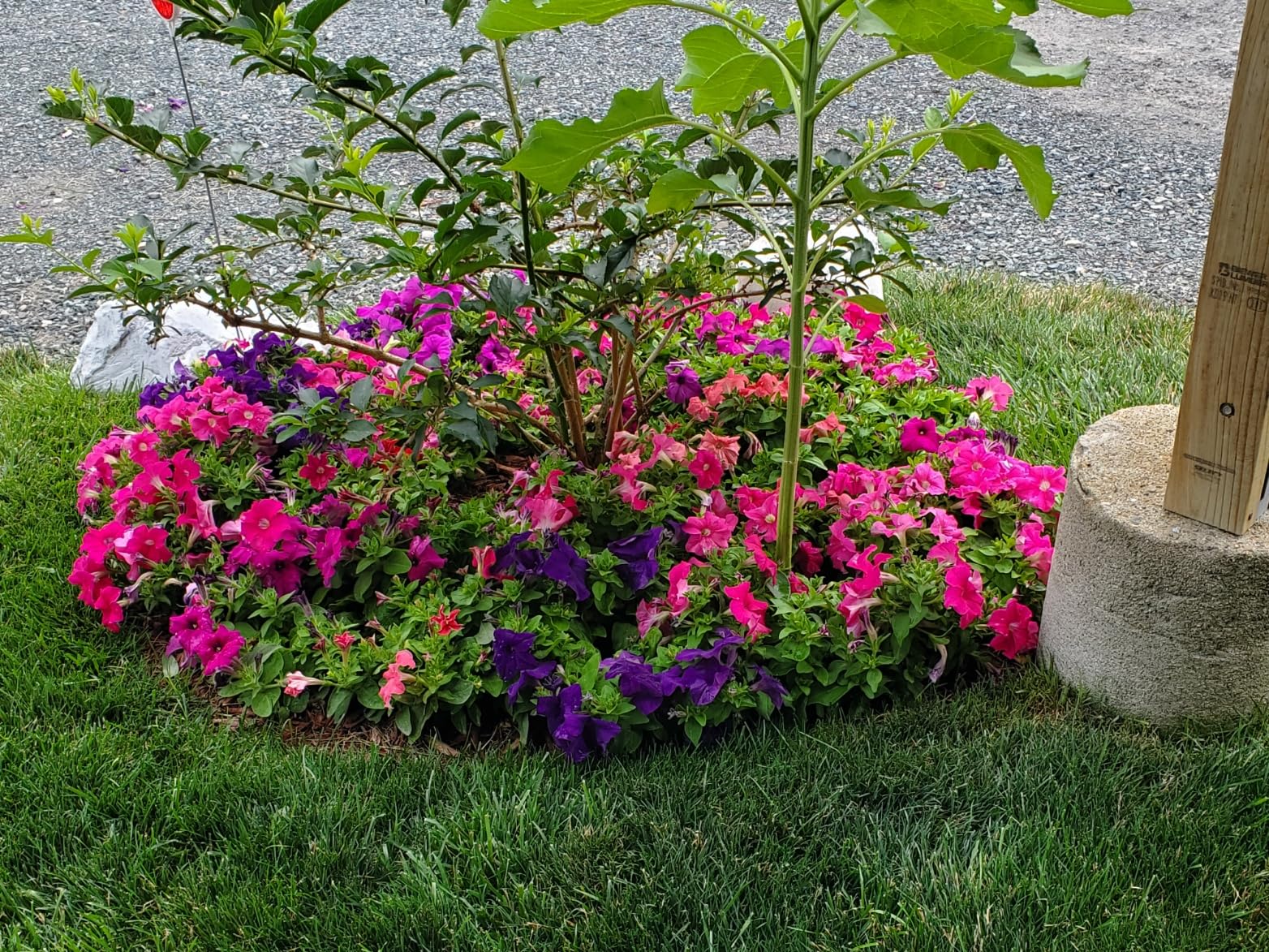 Liquid Fence Deer And Rabbit Repellent Concentrate 40 Ounces, Apply Year-Round - Customer Photo 1