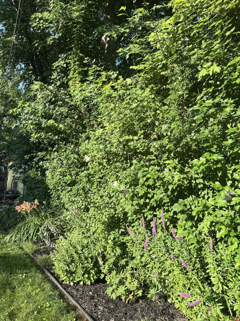 10 Best Flea and Tick Yard Sprays