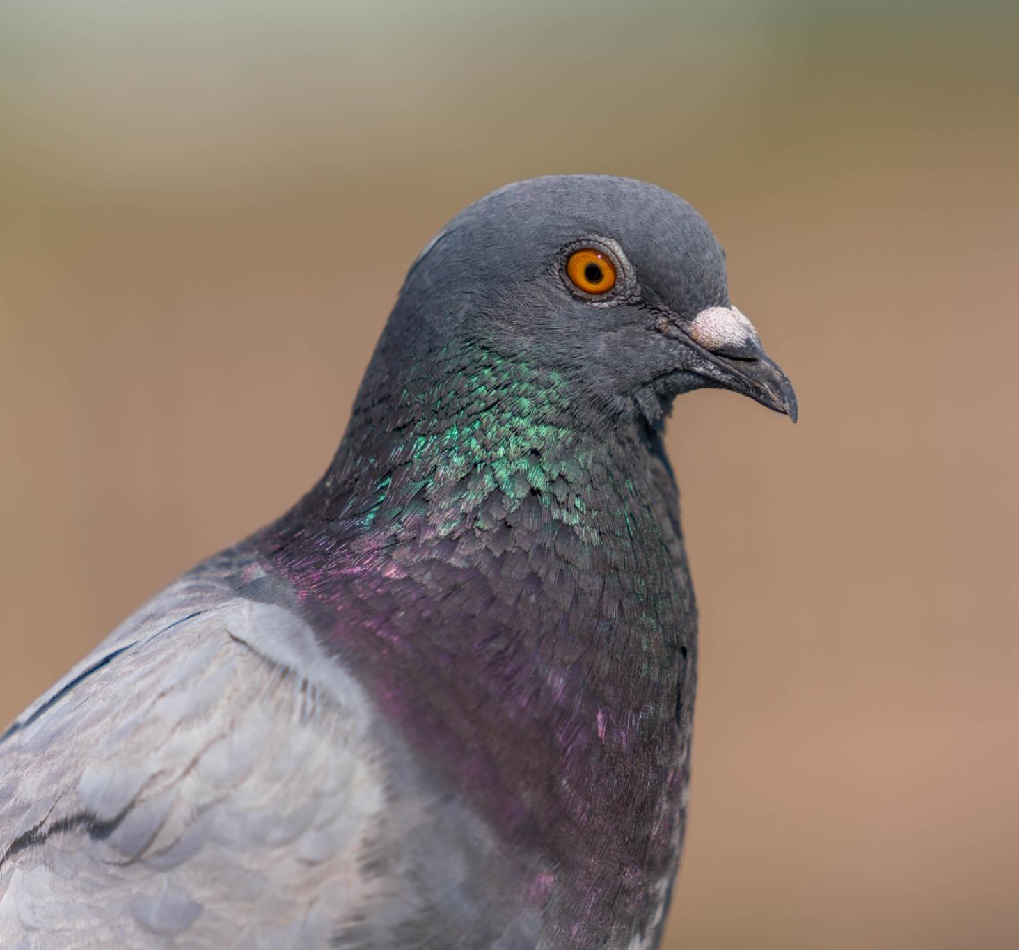 Sony FE 70-200mm f/2.8 GM OSS Lens for Sony E customer photo 2