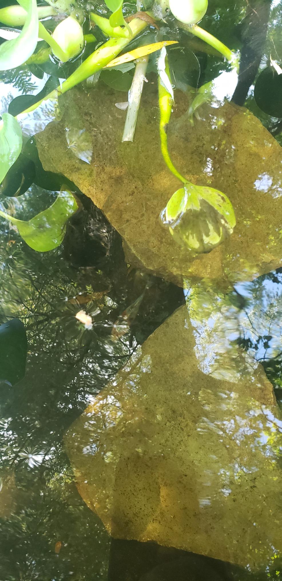 CNZ All-in One Pond Filter System with 13W UV Sterilizer 660 GPH Pump Fountain Kits - Customer Photo 2