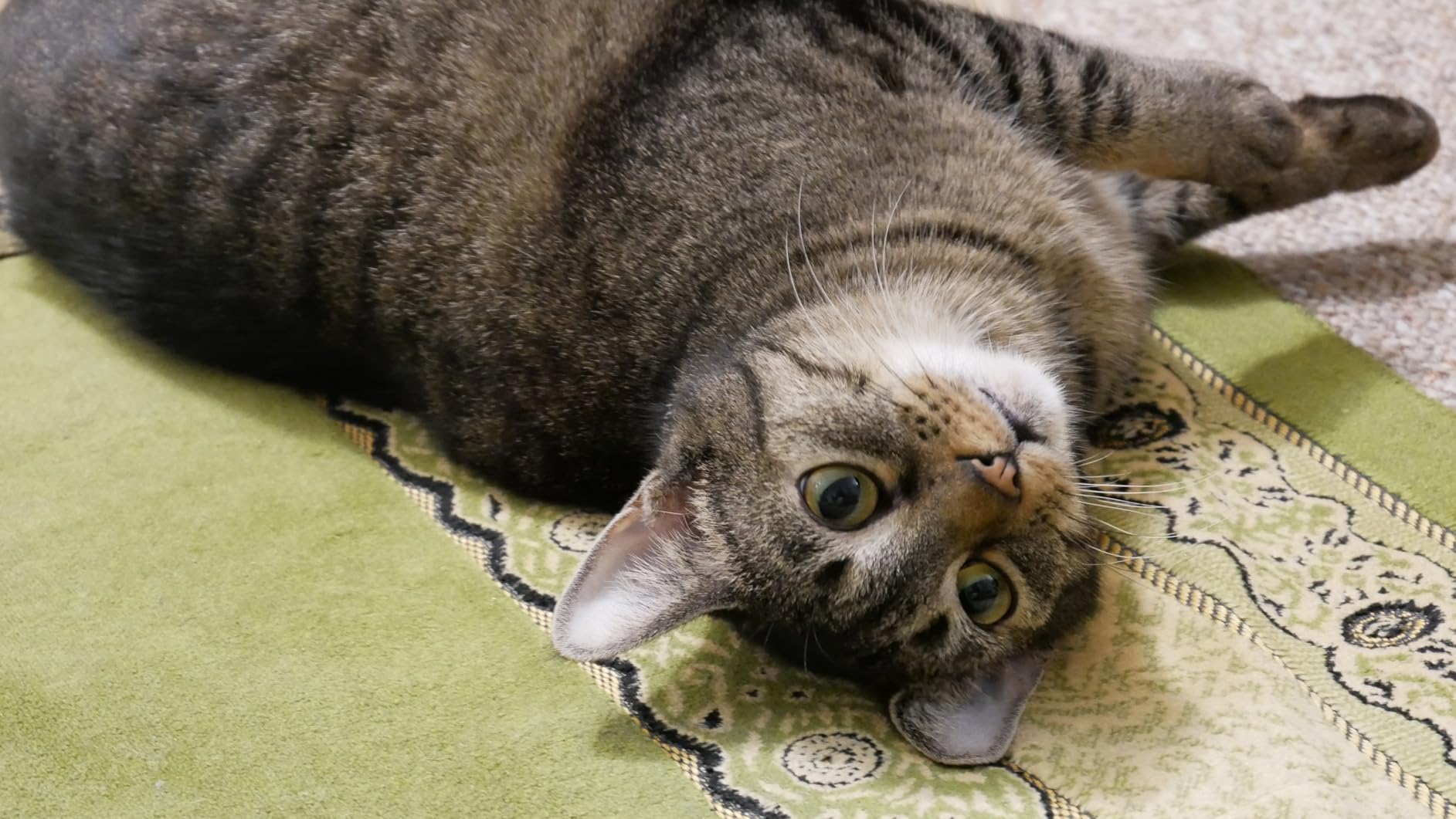 Panasonic LUMIX G85 4K Digital Camera, 12-60mm Power O.I.S. Lens, 16 Megapixel Mirrorless Camera, 5 Axis In-Body Dual Image Stabilization, 3-Inch Tilt and Touch LCD customer photo 2