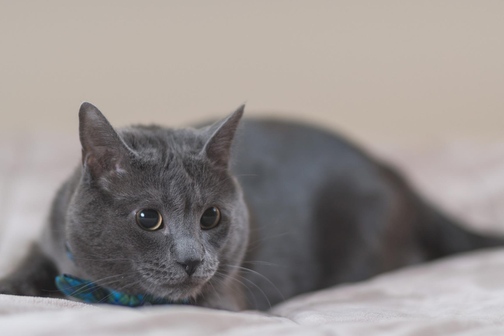 Sigma 85mm f/1.4 DG HSM Art Lens for Canon EF (321954) - Customer Photo 1