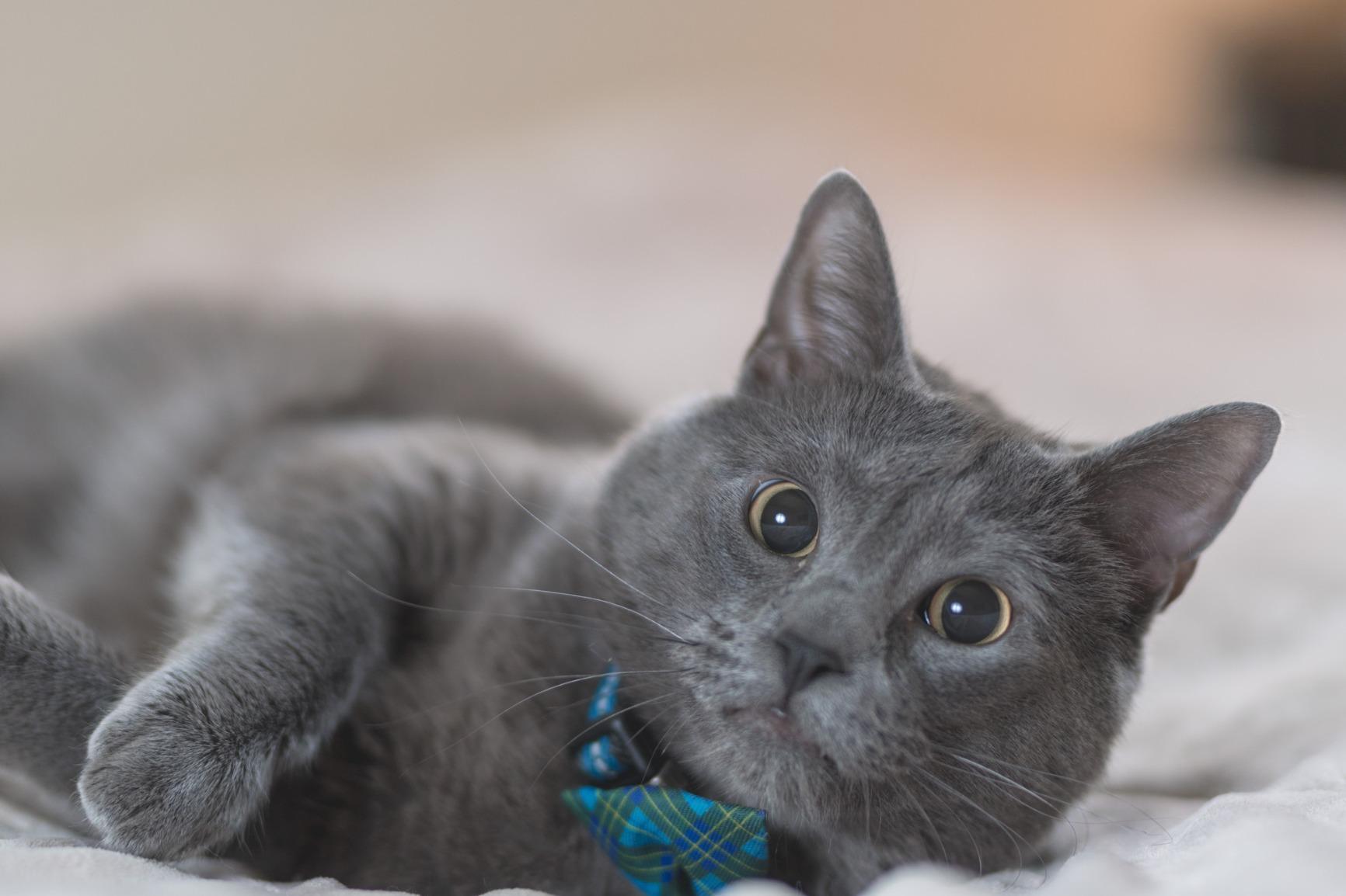 Sigma 85mm f/1.4 DG HSM Art Lens for Canon EF (321954) - Customer Photo 2