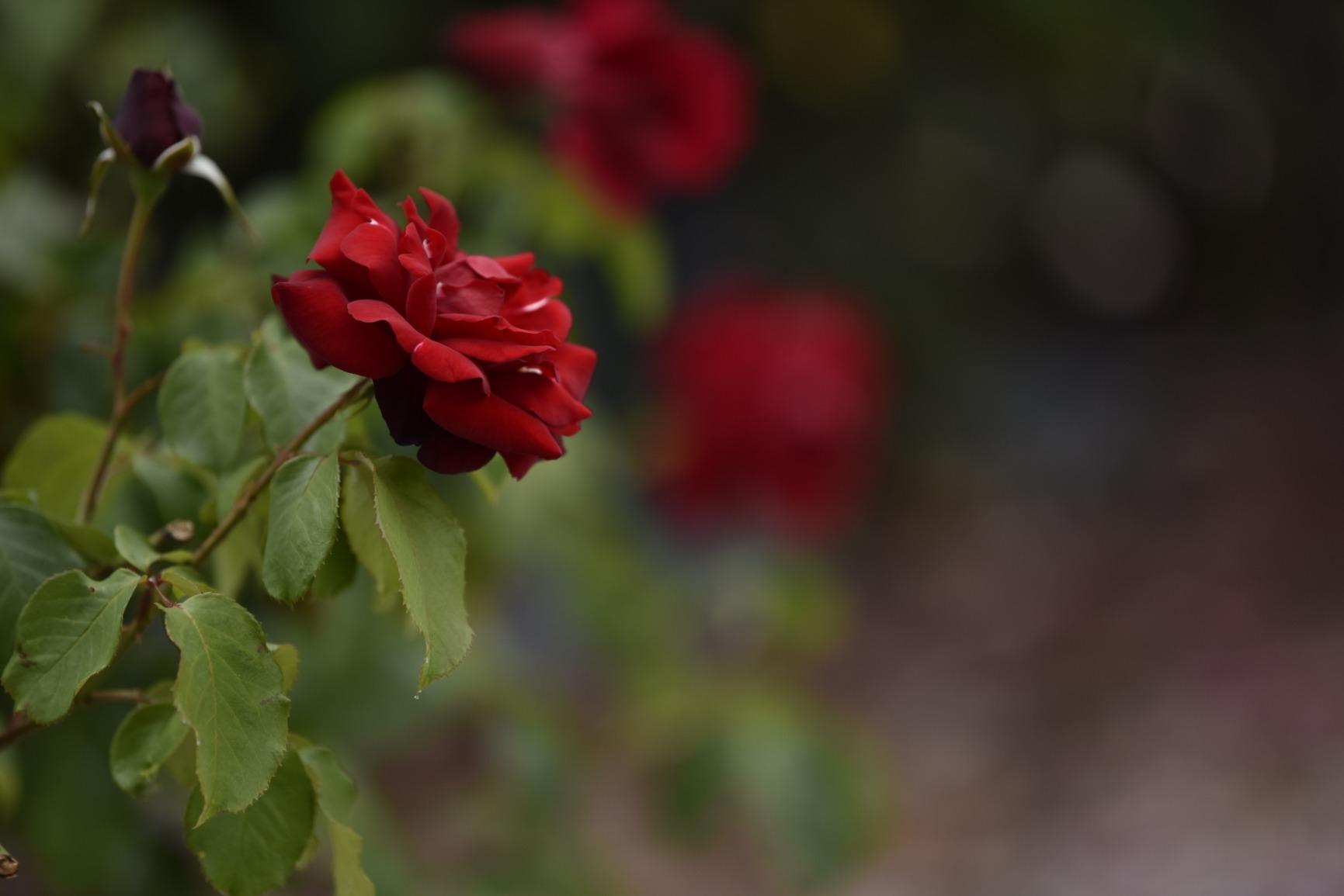 Nikon AF-S NIKKOR 70-200mm f/2.8E FL ED VR Lens - Customer Photo 2