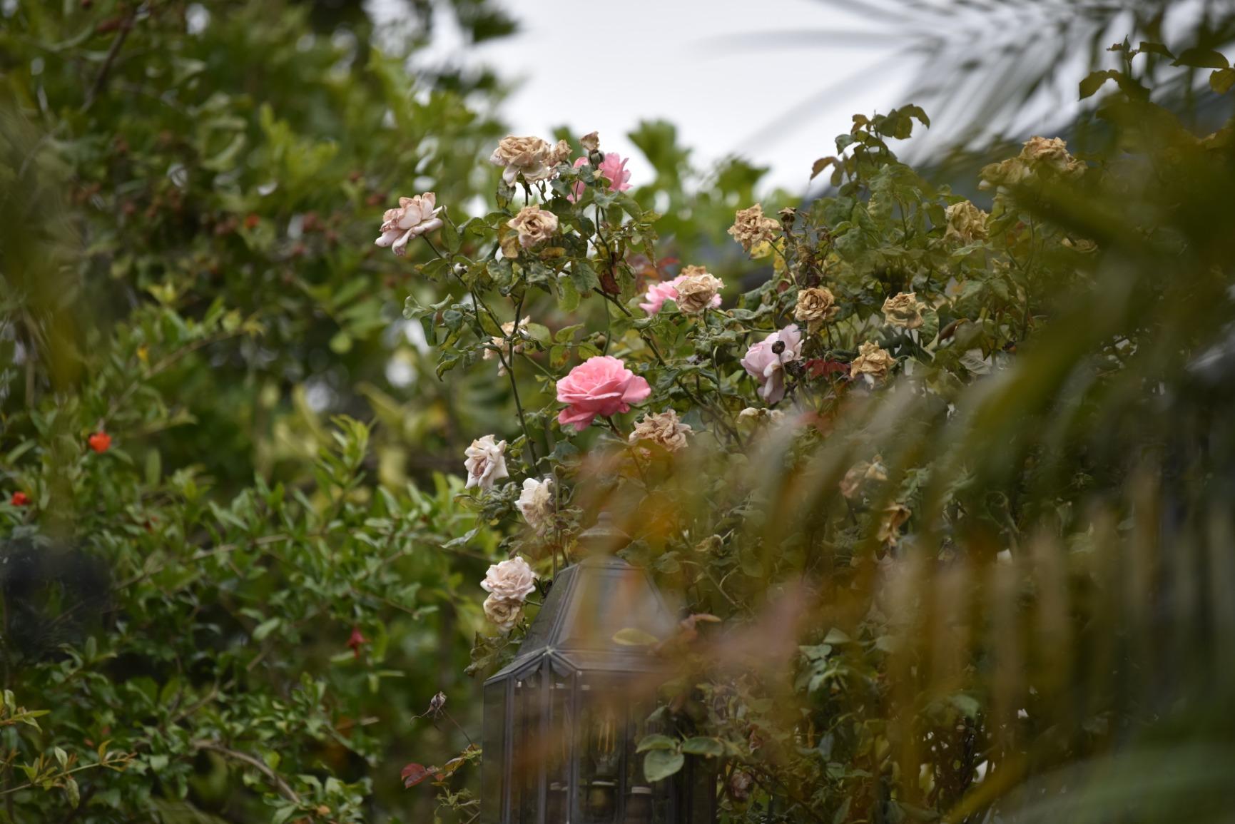 Nikon AF-S NIKKOR 70-200mm f/2.8E FL ED VR Lens - Customer Photo 4