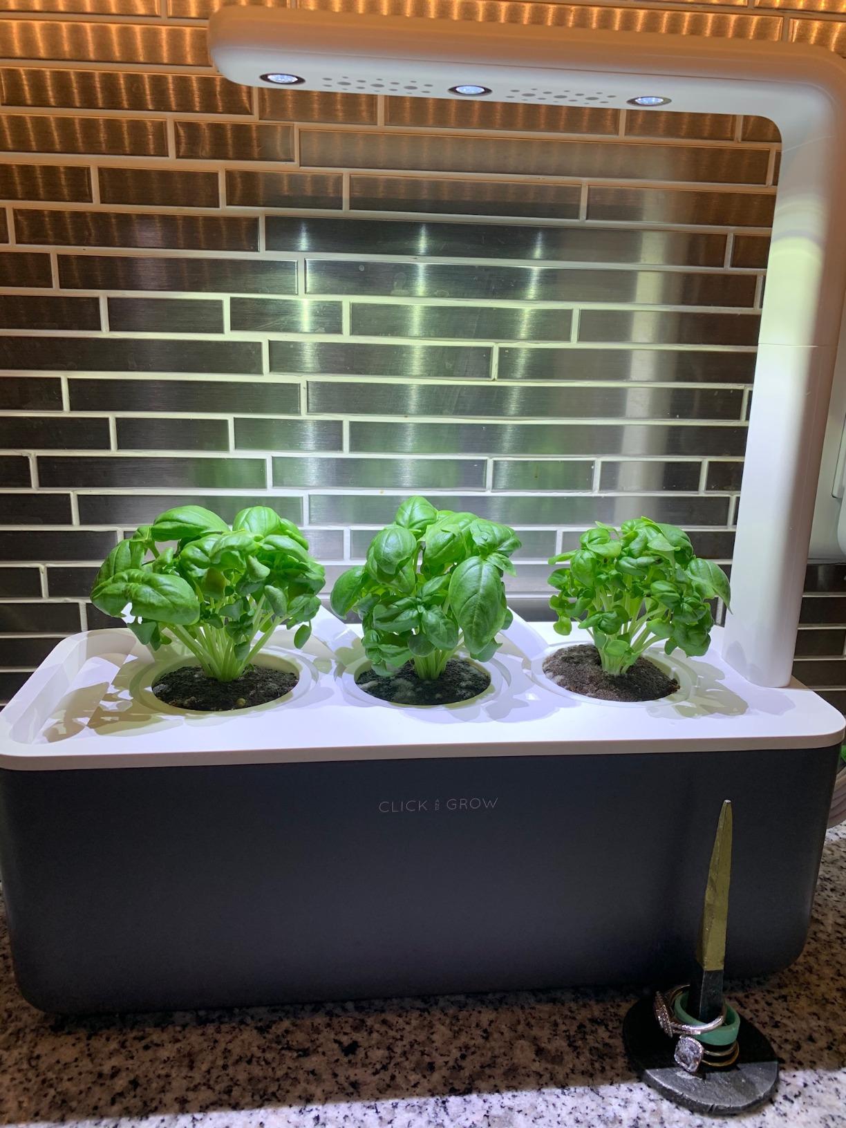 Click & Grow Indoor Herb Garden Kit with Grow Light | Smart Garden for Home Kitchen Windowsill | Easier Than Hydroponics Growing System | Vegetable Gardening Starter (3 Basil Pods Included), White - Customer Photo 2