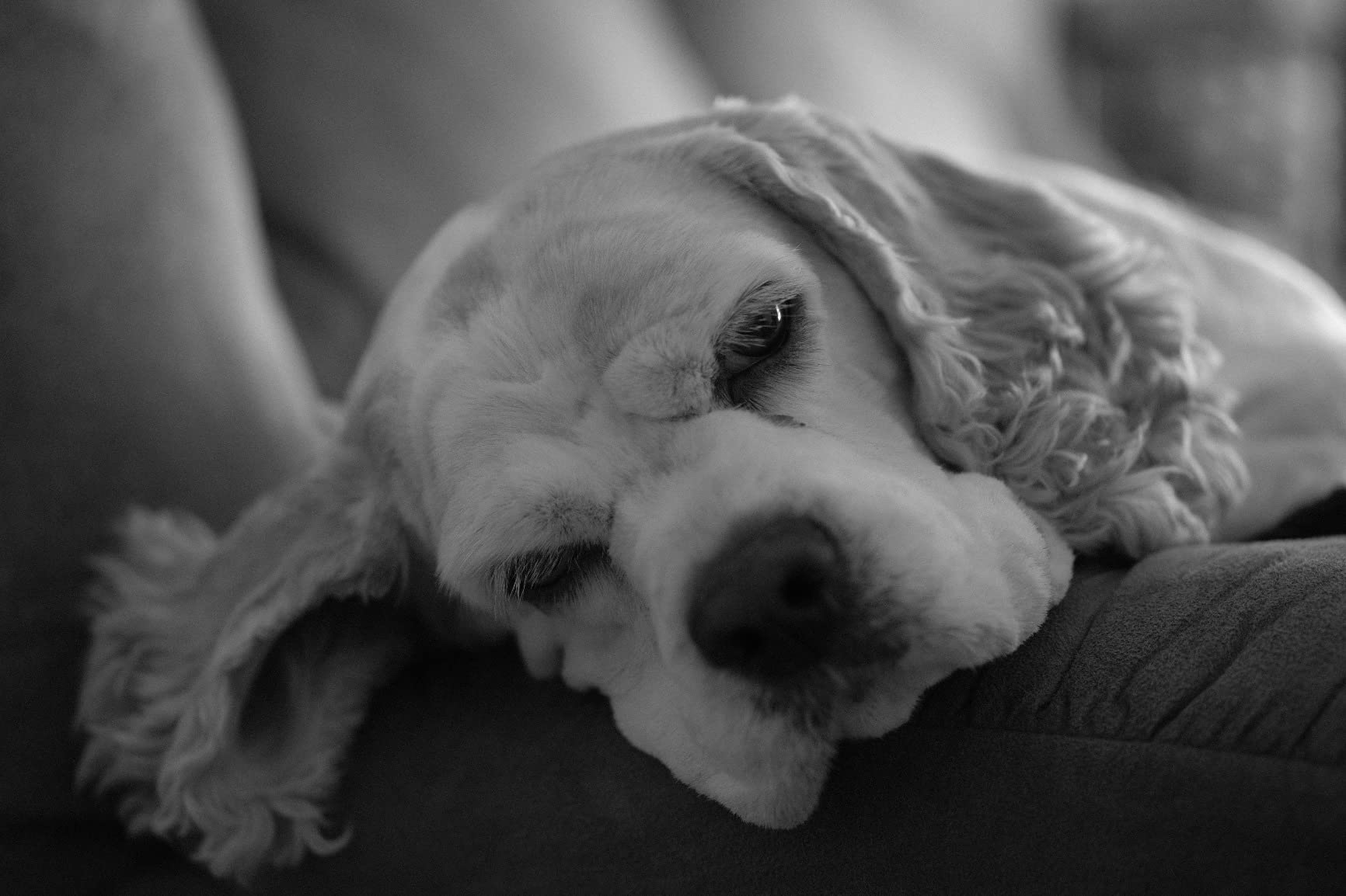 Fujifilm XF50mmF2 R WR Lens - Black - Customer Photo 1