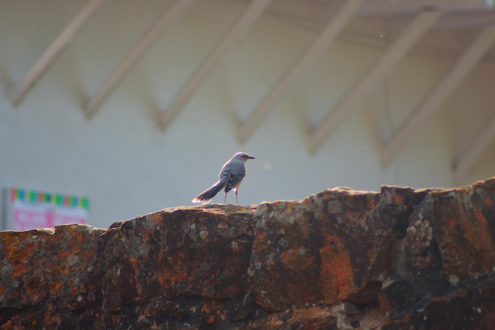 Canon EF 75-300mm f/4-5.6 III Telephoto Zoom Lens, Budget-Friendly Telephoto for Canon DSLR Cameras - Customer Photo 2