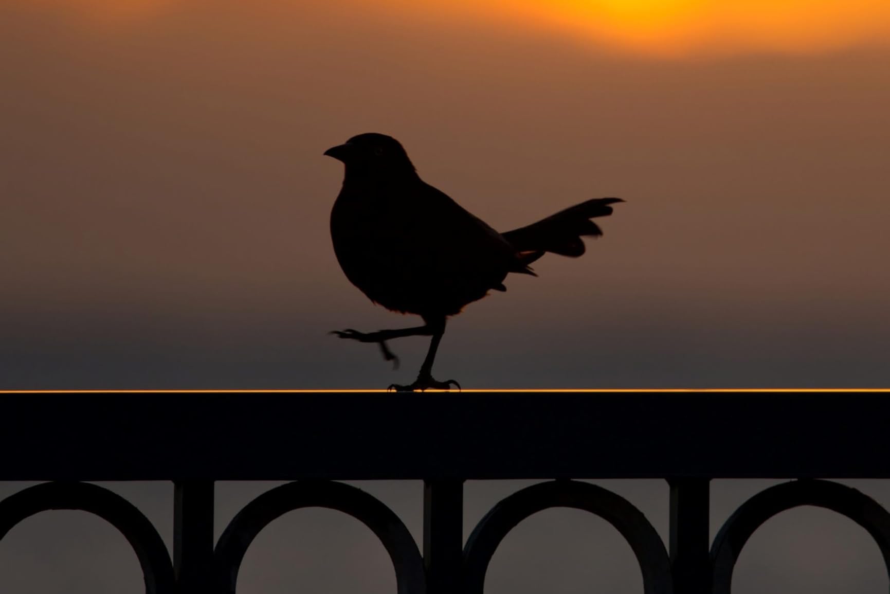 Tamron SP 70-200mm F/2.8 Di VC G2 for Canon EF DSLR (6 Year Limited USA Warranty for New Lenses Only) - Customer Photo 3