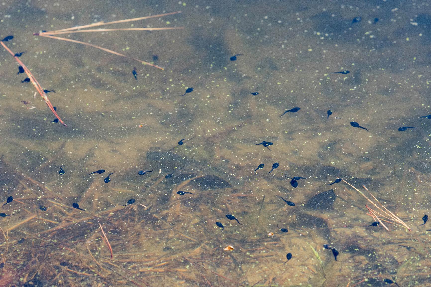 Tamron SP 70-200mm F/2.8 Di VC G2 for Nikon - Customer Photo 2