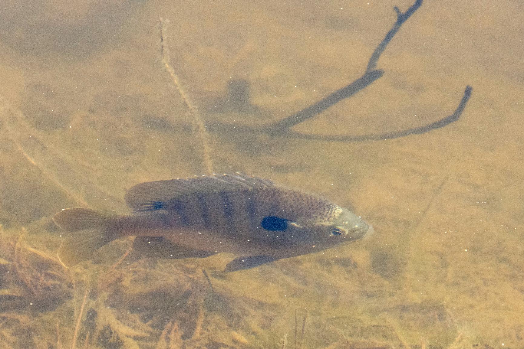 Tamron SP 70-200mm F/2.8 Di VC G2 for Nikon - Customer Photo 5