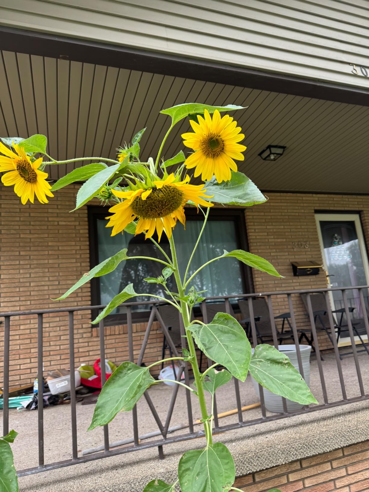 Nature's Mace Rabbit Concentrate, Outdoor Rabbit Repellent Spray, Mint Scent, Safe for People, Pets & Plants, Protects Garden & Lawn from Rabbits 40 Fl Oz (Pack of 1) - Customer Photo 1