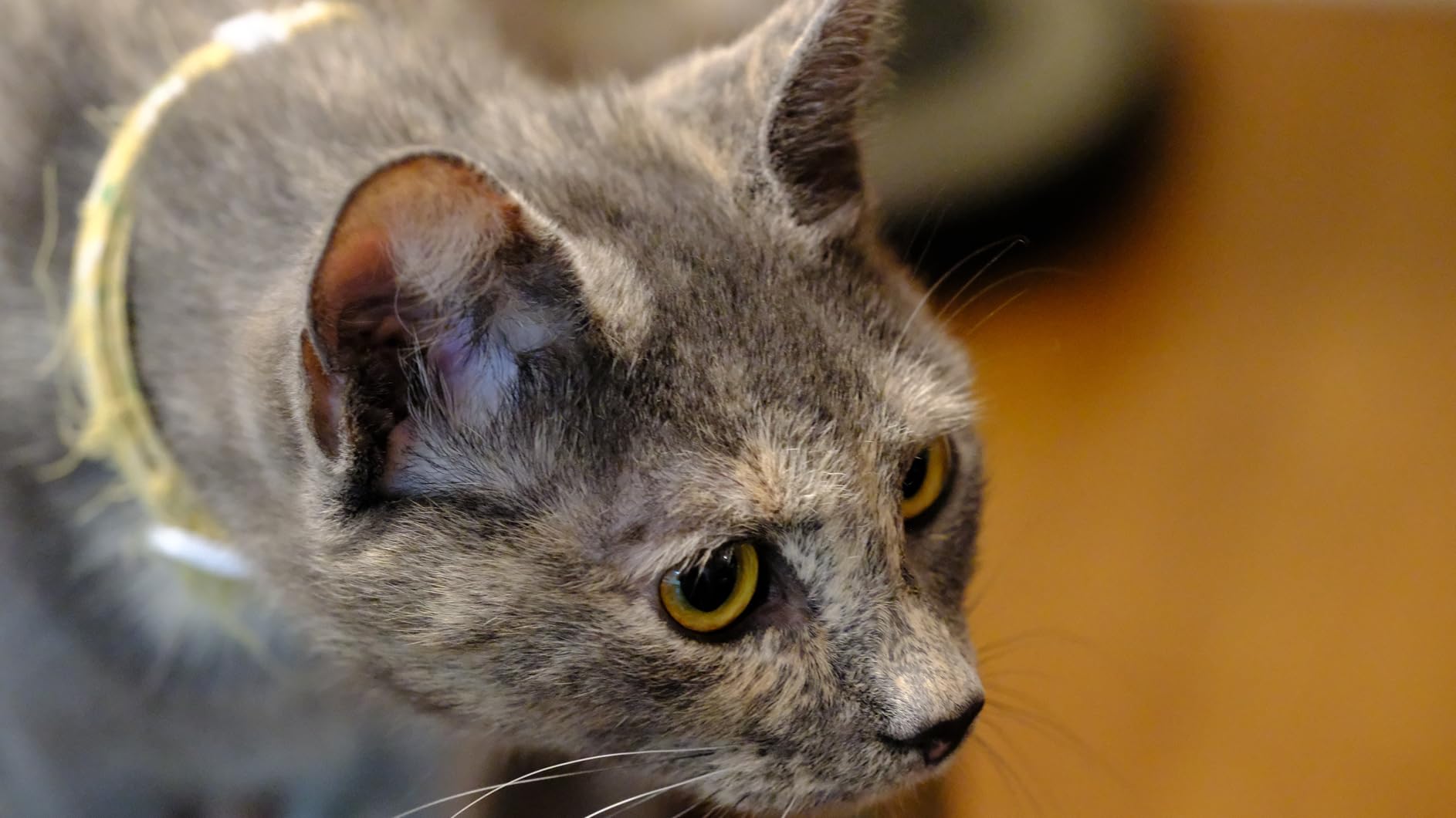 Fujinon XF80mmF2.8 R LM OIS WR Lens - Customer Photo 2