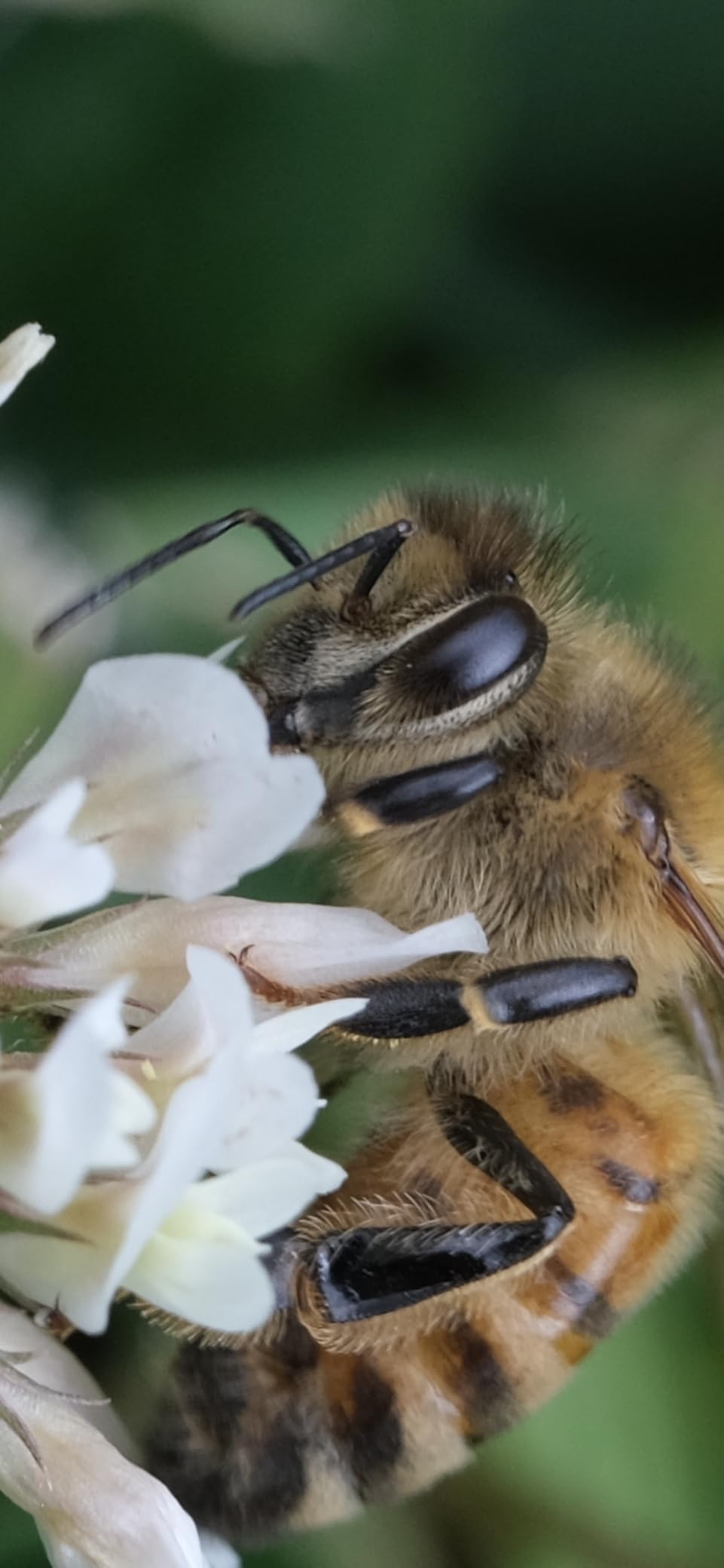 Fujinon XF80mmF2.8 R LM OIS WR Lens - Macro Lens for Fujifilm X Mount - Customer Photo 5