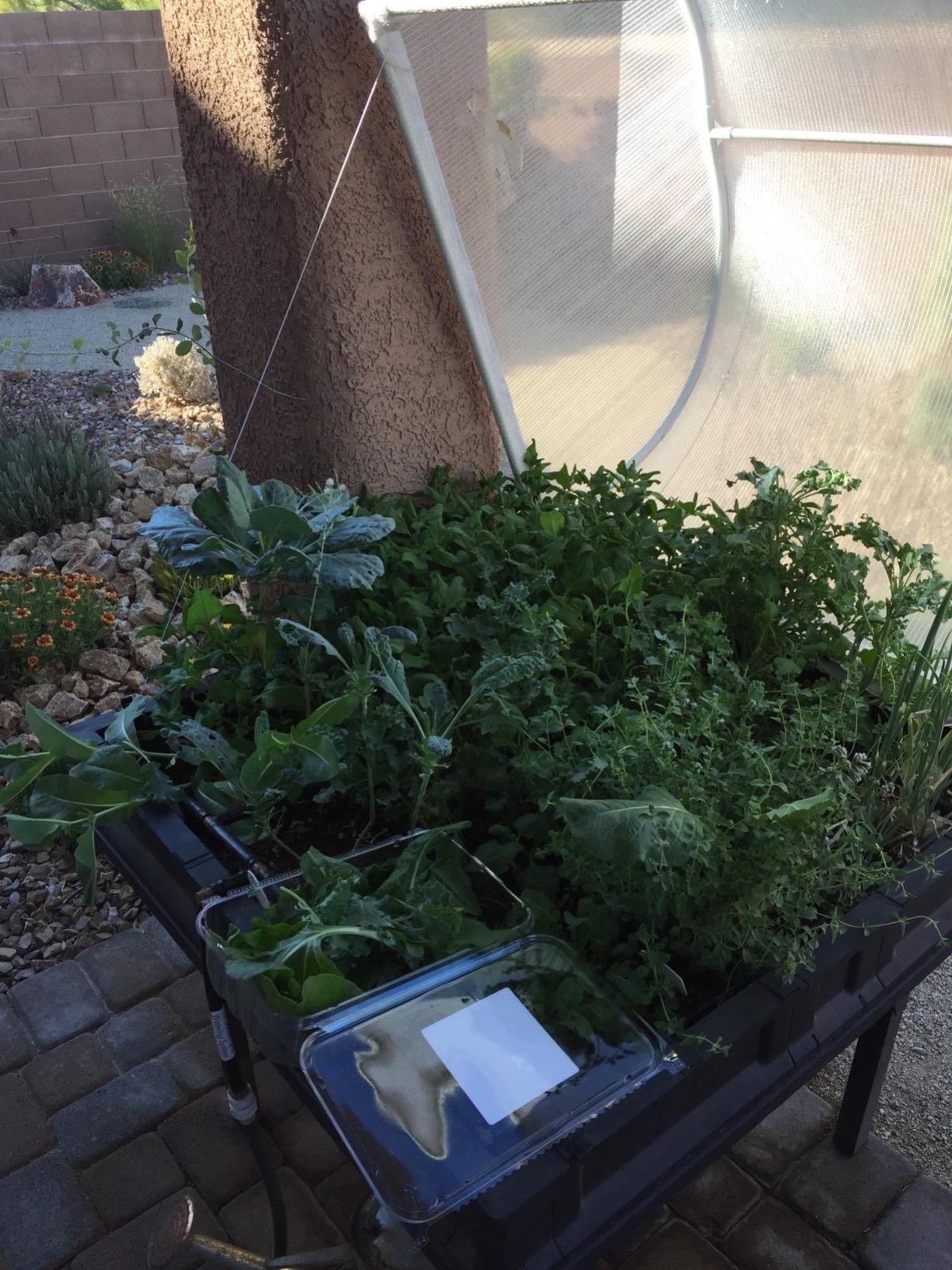 Vegepod - Raised Garden Bed - Self Watering Container Garden Kit with Protective Cover, Easily Elevated to Waist Height, 5 Years Warranty (Large) - Customer Photo 2