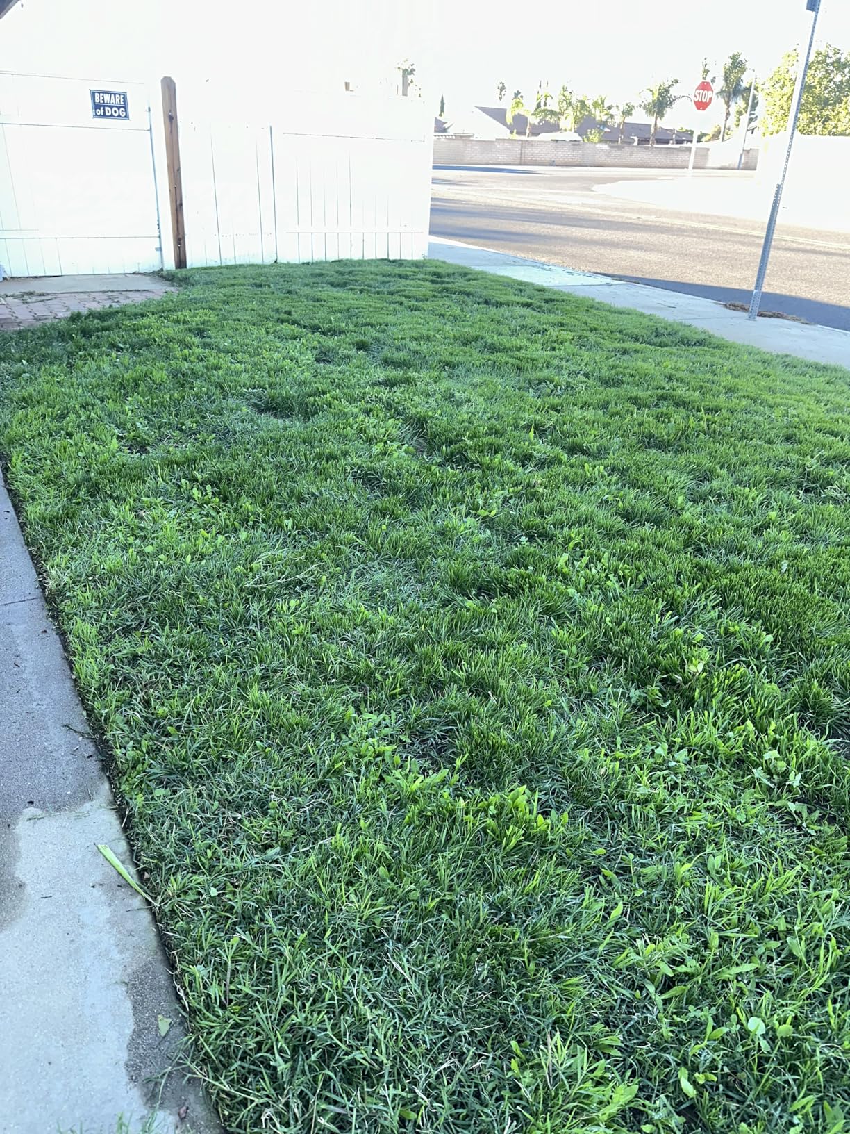 BLACK+DECKER Weed Wacker with Auto Feed, 14-Inch 2 in 1 String Trimmer Lawn Edger, Powerful 6.5-Amp Lightweight Electric Weed Eater (BESTA510) - Customer Photo 2