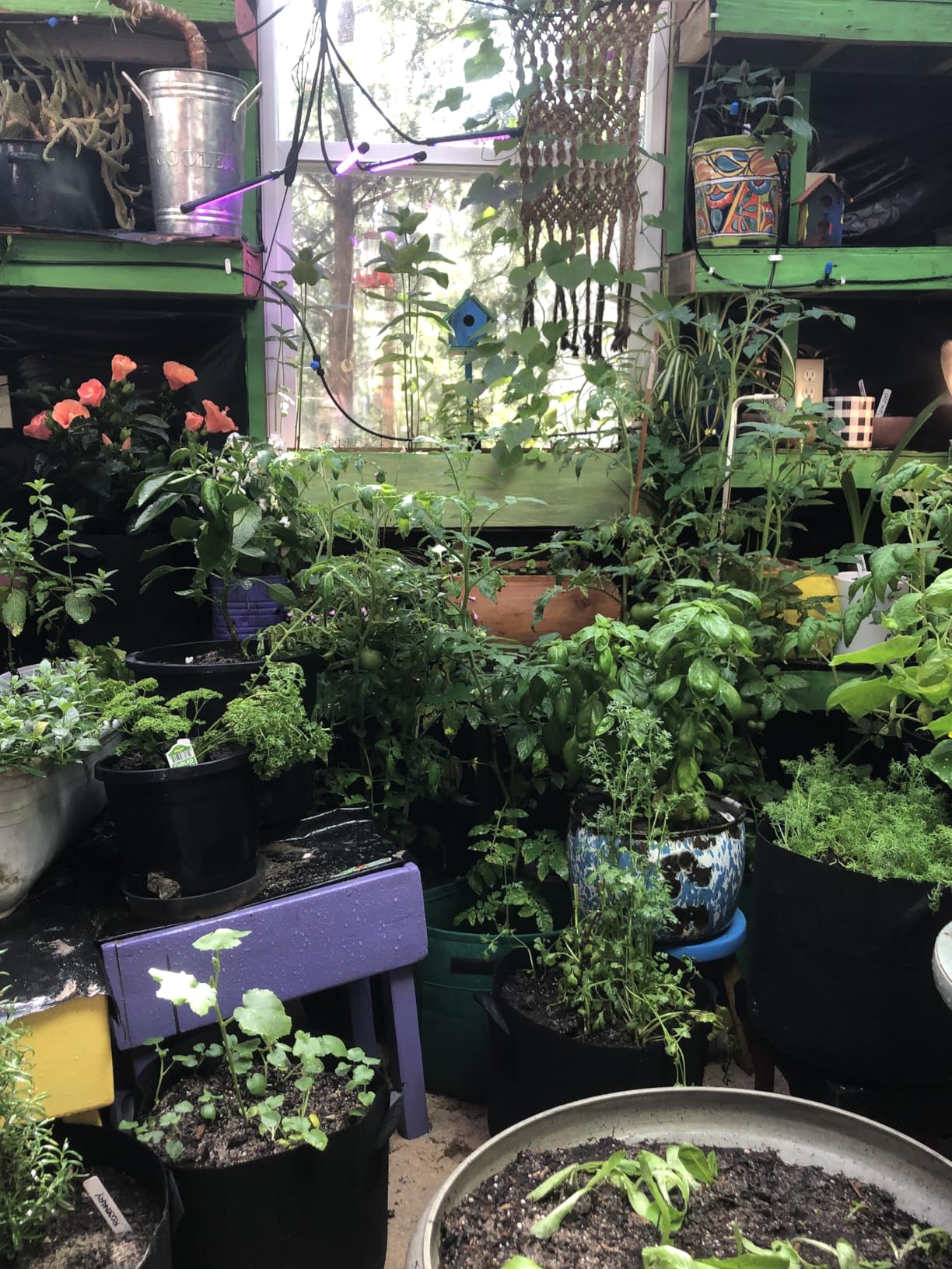 MIXC Irrigation System Greenhouse Watering Systems 1/4 INCH 50FT DIY Auto Drip Irrigation Kit Garden Accessories Automatic Irrigation Equipment for Plants/Lawn - Customer Photo 1