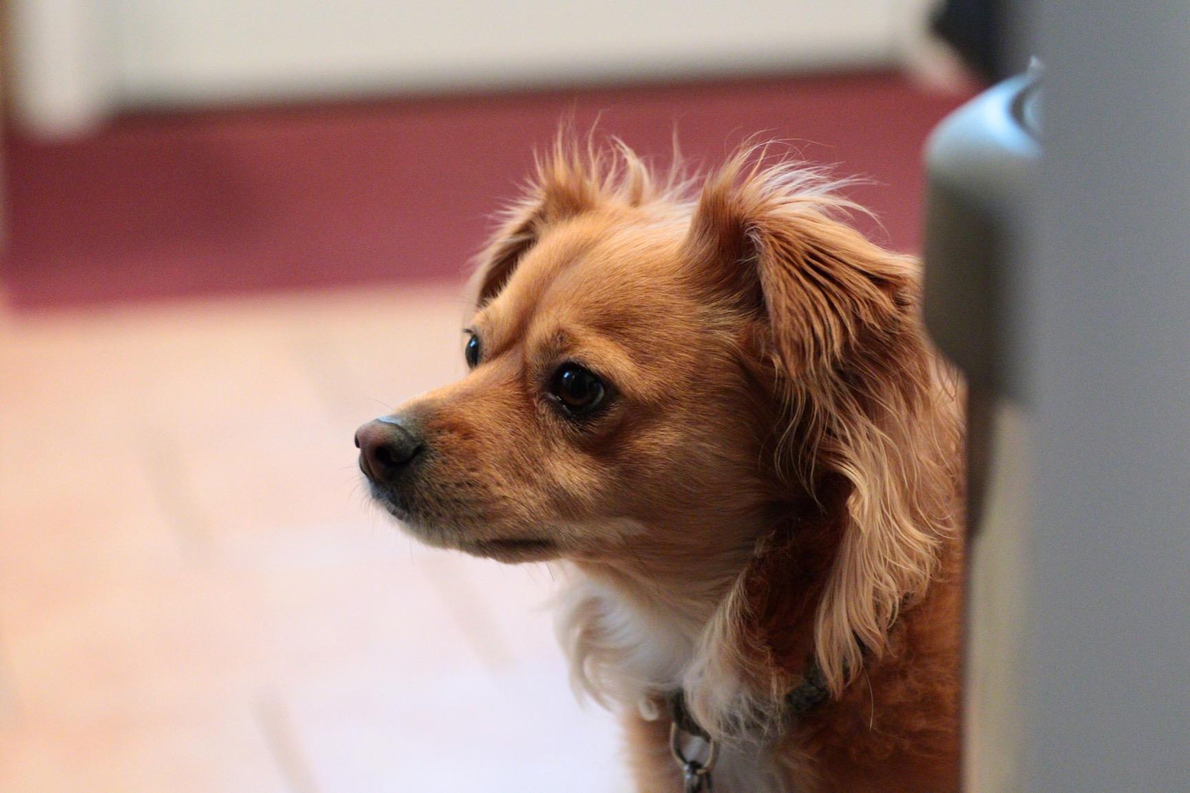 Canon EOS M50 Mirrorless Digital 4K Vlogging Camera with Dual Pixel CMOS Autofocus, DIGIC 8 Image Processor, Built-in Wi-Fi, NFC and Bluetooth technology, Body, Black - Customer Photo 3