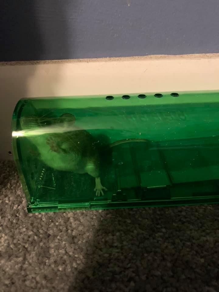 Harris Peppermint Oil Mice & Rodent Repellent Spray for House and Car Engines, Humane Mouse Trap Substitute, 20oz - Customer Photo 2