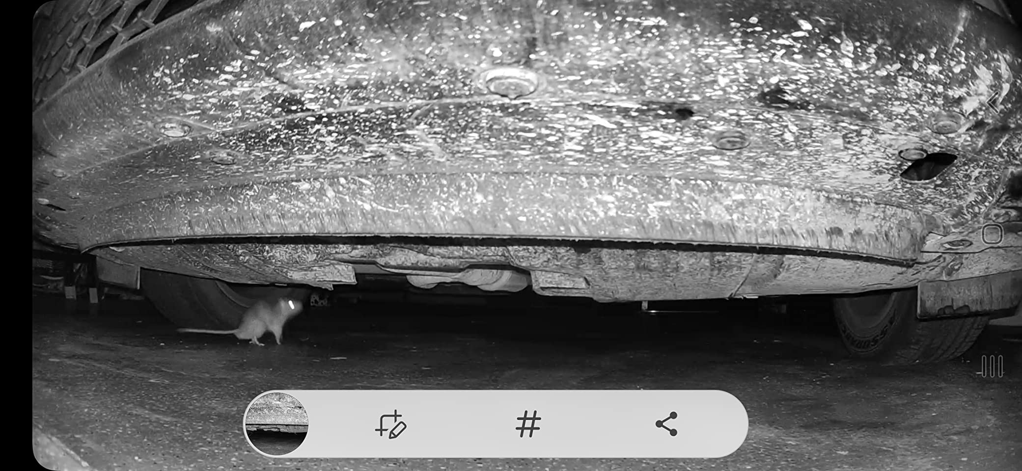 Harris Peppermint Oil Mice & Rodent Repellent Spray for House and Car Engines, Humane Mouse Trap Substitute, 20oz - Customer Photo 4