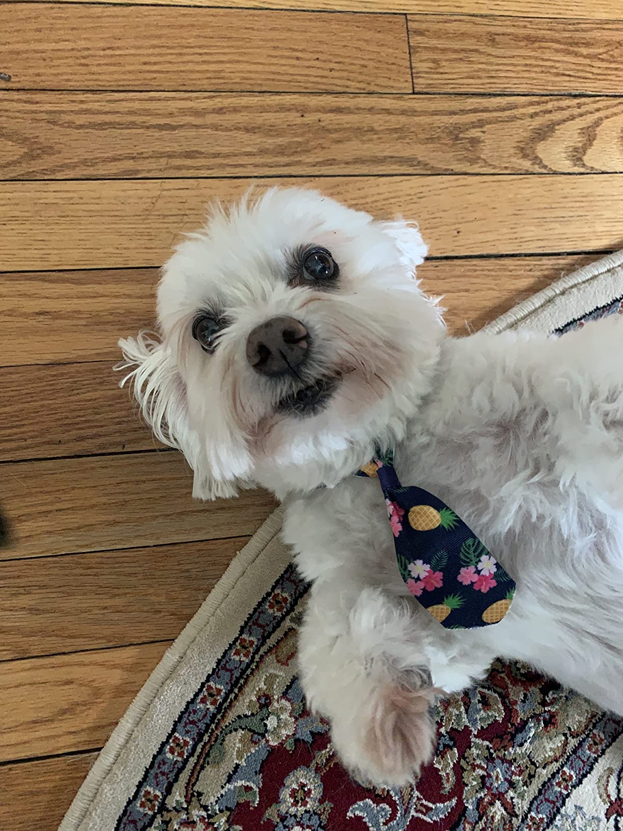 Plantskydd Animal Repellent - Repels Deer, Rabbits, Elk, Moose, Hares, Voles, Squirrels, Chipmunks and Other Herbivores; 3.5 LB Granular Shaker Jug (PS-VRD-3) - Customer Photo 1