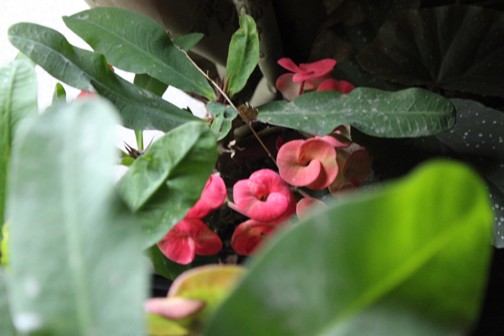 Canon EOS Rebel T7 DSLR Camera with 18-55mm Lens | Built-in Wi-Fi | 24.1 MP CMOS Sensor | DIGIC 4+ Image Processor and Full HD Videos - Customer Photo 2