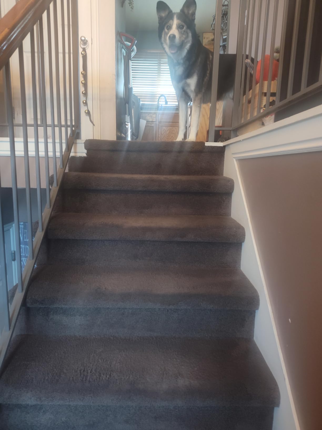 BISSELL Pet Hair Eraser Cordless Hand Vacuum, Lithium Ion, Home, Auto, and Pet Vacuum, Easy-Empty Dirt Bin, Upholstery Tool, Brush Tool, and Crevice Tool Included - Customer Photo 1