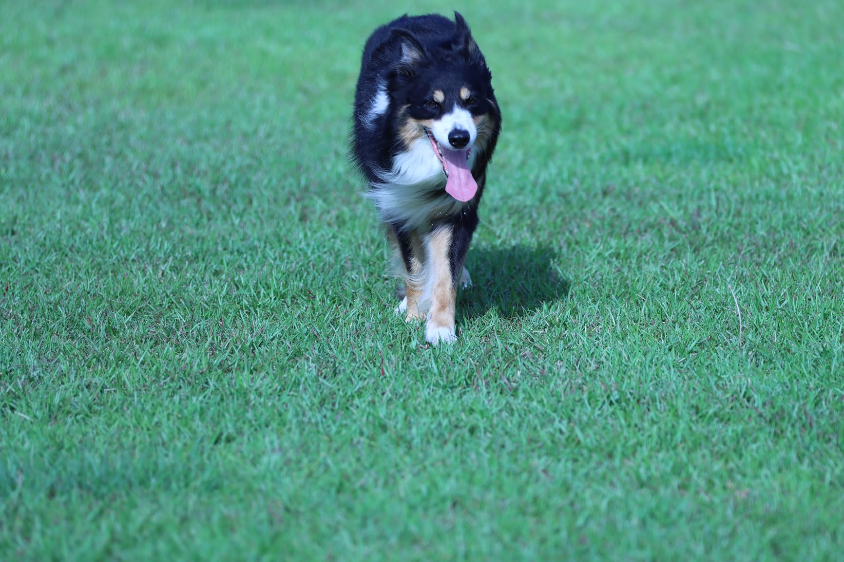 Canon EF 70-200mm f/2.8L IS III USM Lens for Canon Digital SLR Cameras, Telephoto, White customer photo 2