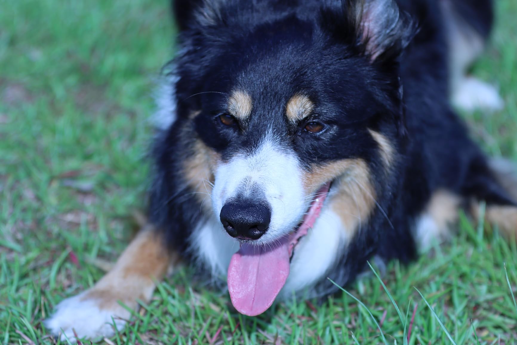 Canon EF 70-200mm f/2.8L IS III USM Lens for Canon Digital SLR Cameras, White - 3044C002 - Customer Photo 3