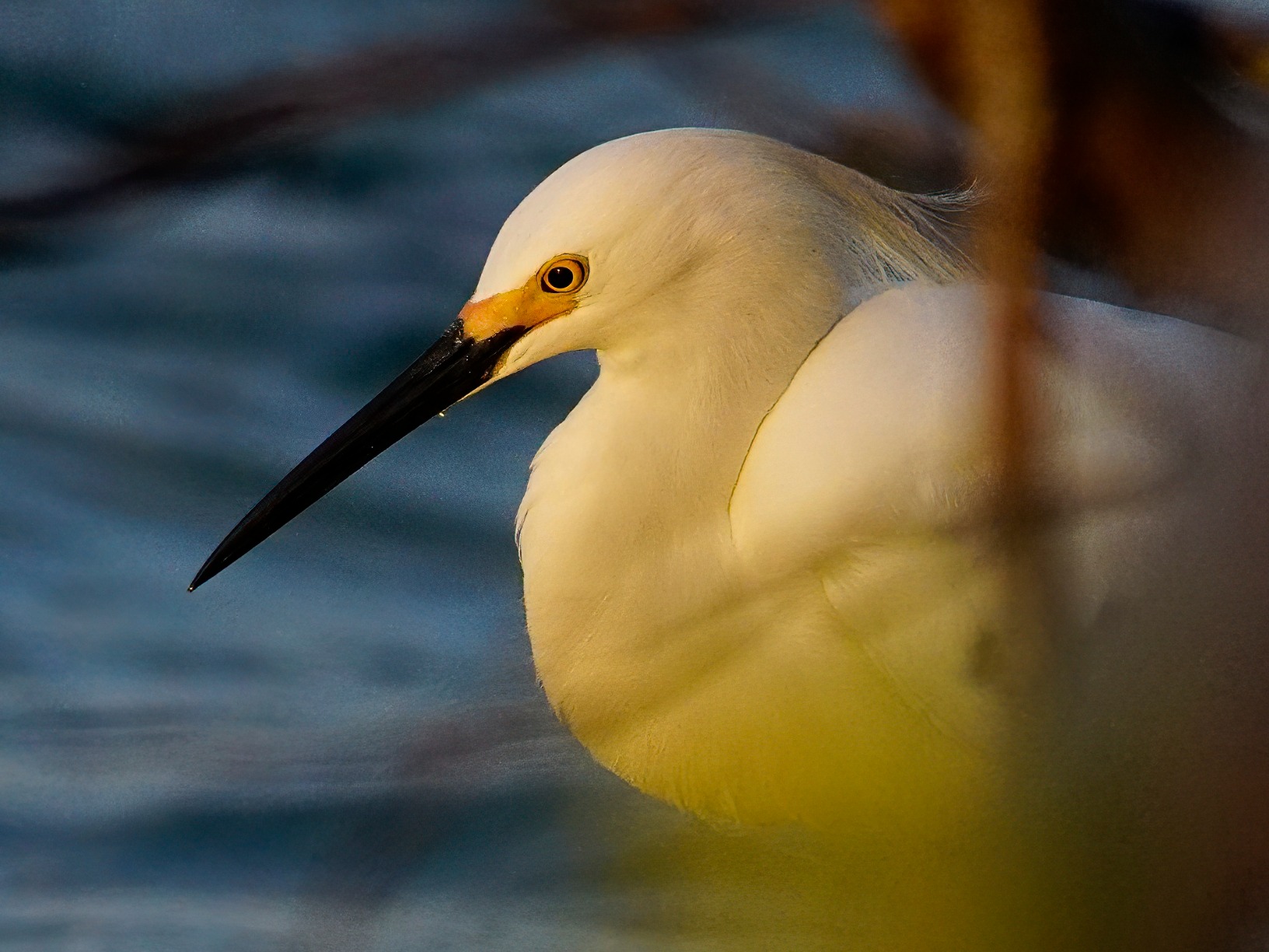 Canon EF 400mm f/5.6L USM Super Telephoto Lens (Renewed) - Customer Photo 1