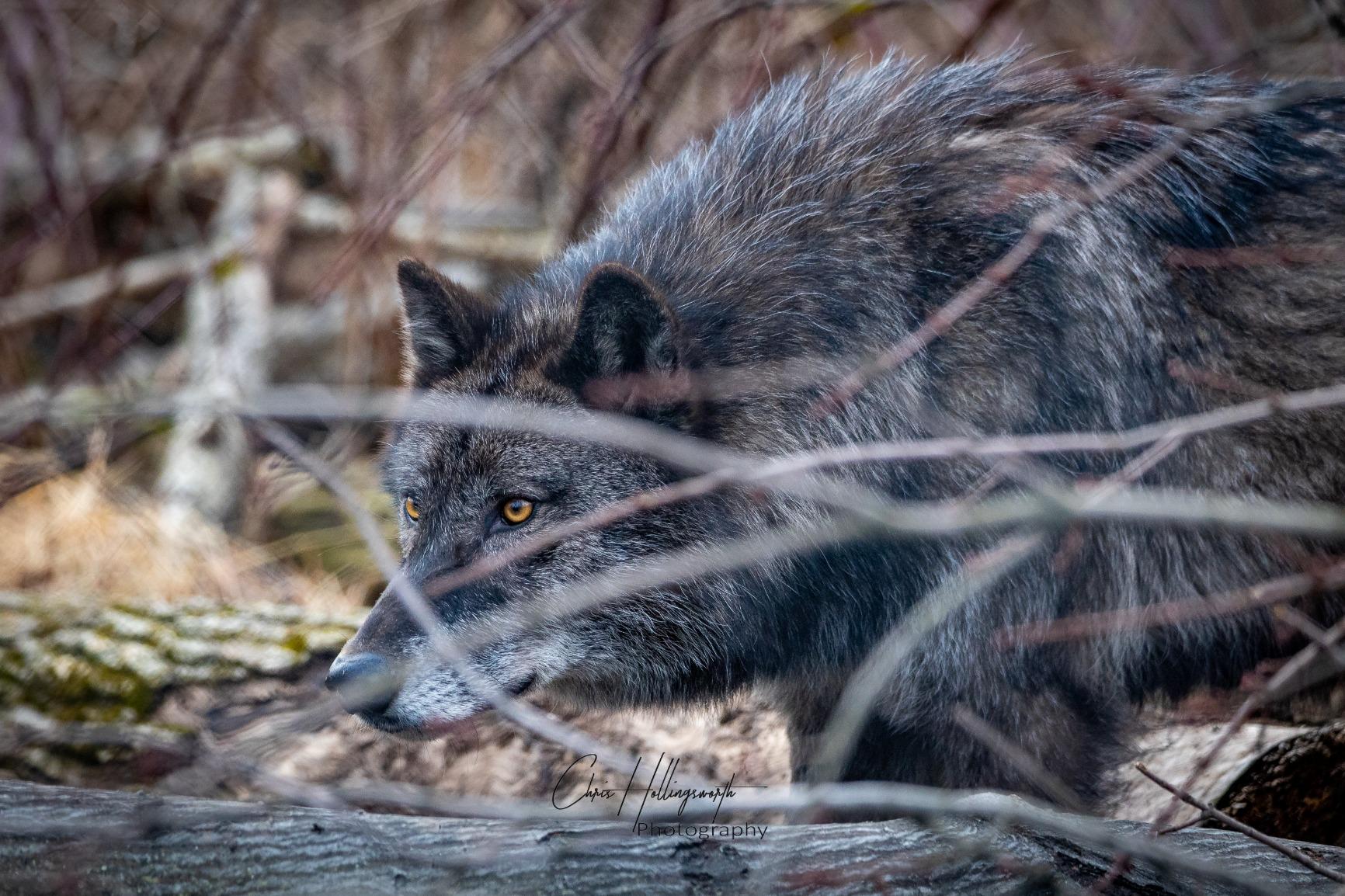 Canon EOS R, Vlogging and Content Creator Camera 4K UHD, Digital Single-Lens Non-Reflex AF/AE, 0.76 Magnification, OLED Color Electronic Viewfinder, CMOS Sensor, Mirrorless, Full-Frame (Body Only) - Customer Photo 2