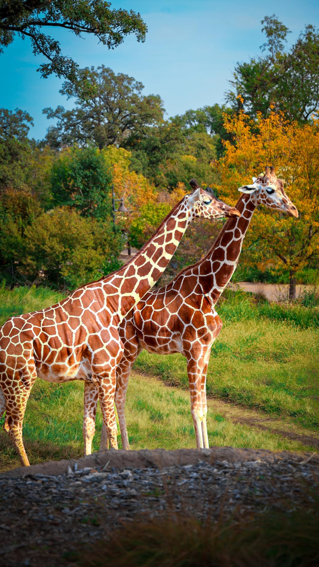 RF 24-105mm f/4L Is USM Zoom Lens, Black - 2963C002 customer photo 2