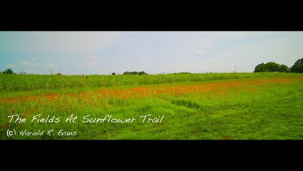 SIRUI 35mm T2.9 1.6X Full-Frame Anamorphic Lens Cinema Lens (E Mount) - Customer Photo 1