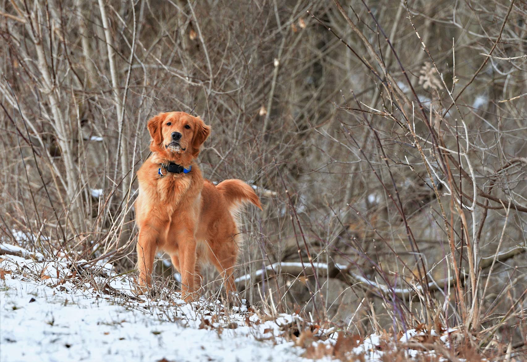 Sigma 70-200mmF/2.8 DG OS HSM for Nikon F - Customer Photo 5