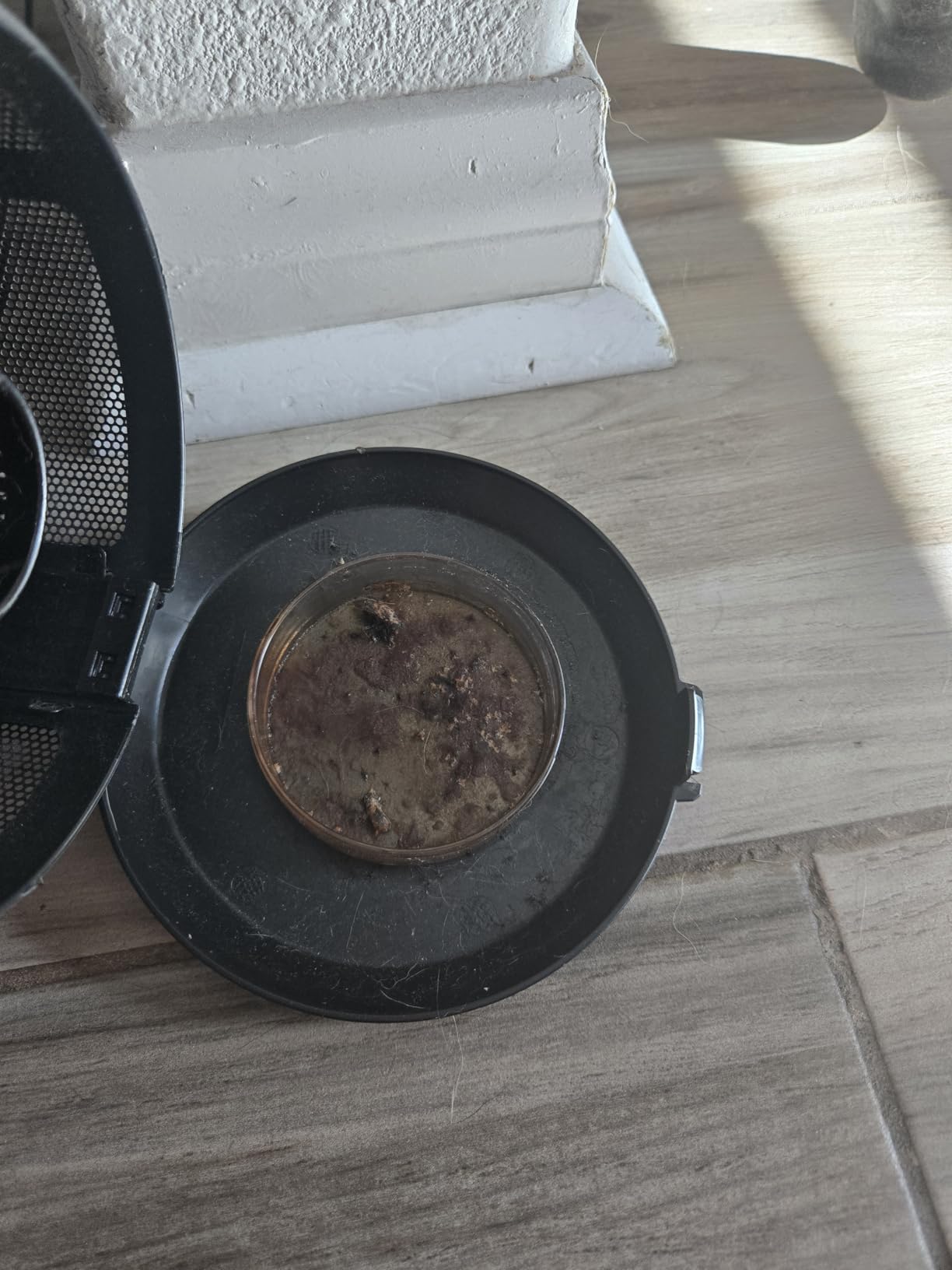 Katchy Indoor Fly Trap– Catcher & Killer for Mosquito, Fruit Fly, Gnat & Small Moth – Non-Zapper Trap with Fan Suction & Blue UV Light – Ideal for Indoor Spaces, Kitchen & Plants (Original, White) - Customer Photo 2