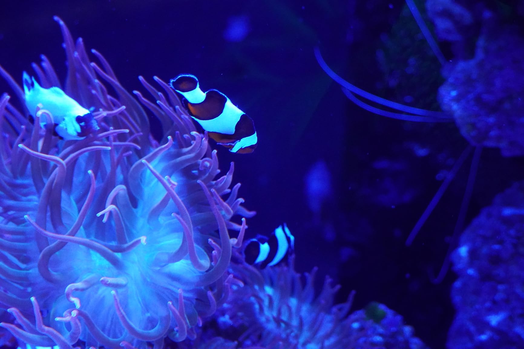 Sony Alpha a6400 Mirrorless Camera: Compact APS-C Interchangeable Lens Digital Camera with Real-Time Eye Auto Focus, 4K Video, Flip Screen & 18-135mm - E Mount Compatible Cameras ILCE-6400M/B - Customer Photo 2