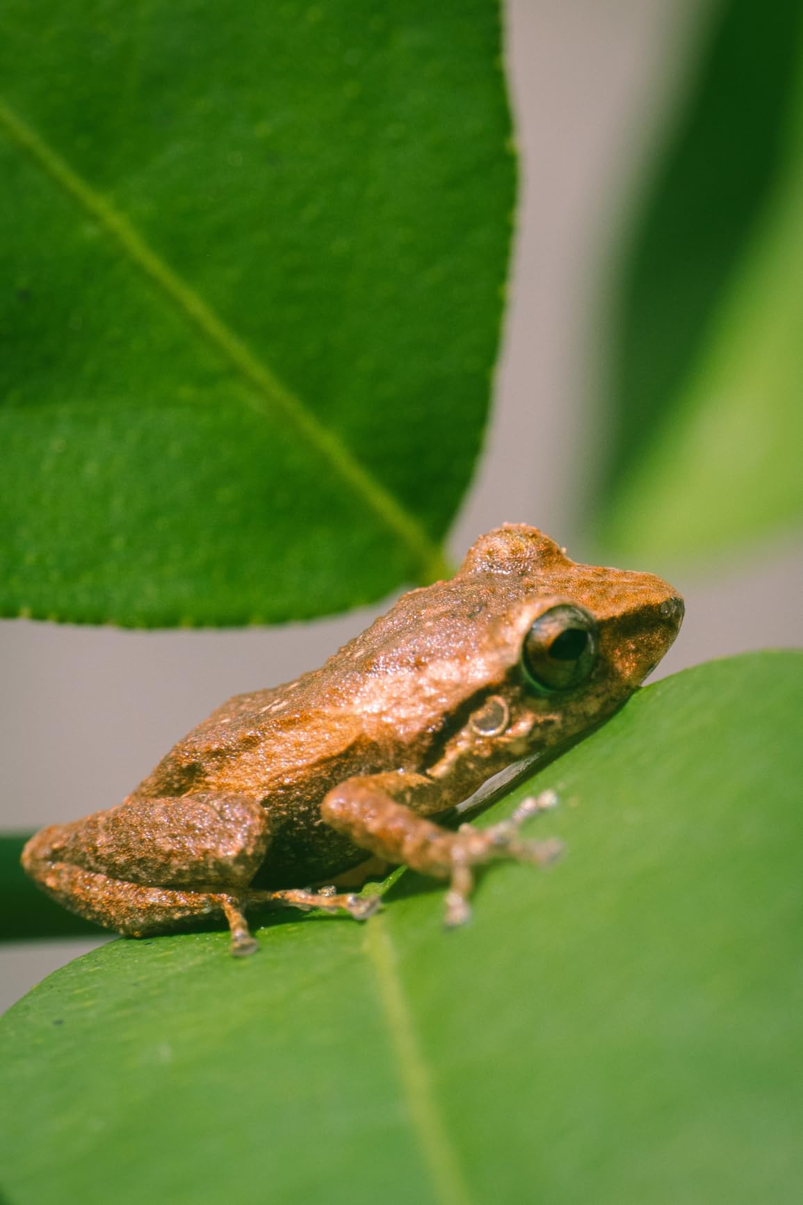 Panasonic Lumix S 24-105mm F4 Macro O.I.S. Lens - Full-Frame L Mount All-in-One Zoom with Optical Image Stabilizer customer photo 2