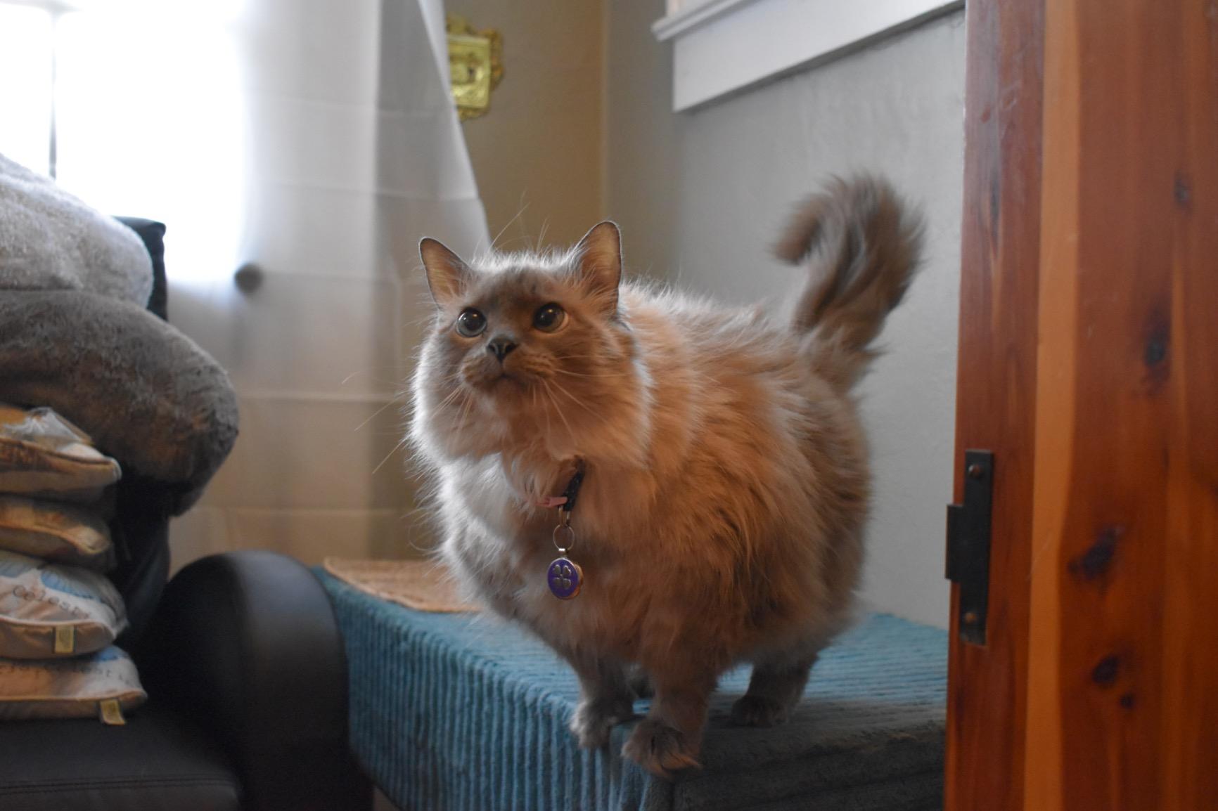 Nikon D3500 24.2MP DSLR Camera with AF-P DX NIKKOR 18-55mm f/3.5-5.6G VR Lens (1590B) - (Renewed) customer photo 1