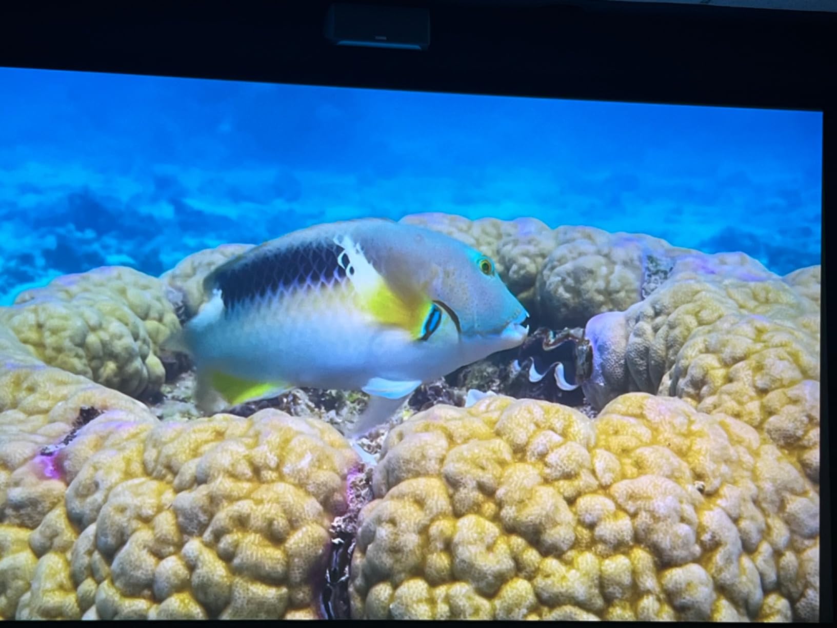 Epson Home Cinema 5050UB 4K PRO-UHD 3-Chip Projector with HDR,White - Customer Photo 1