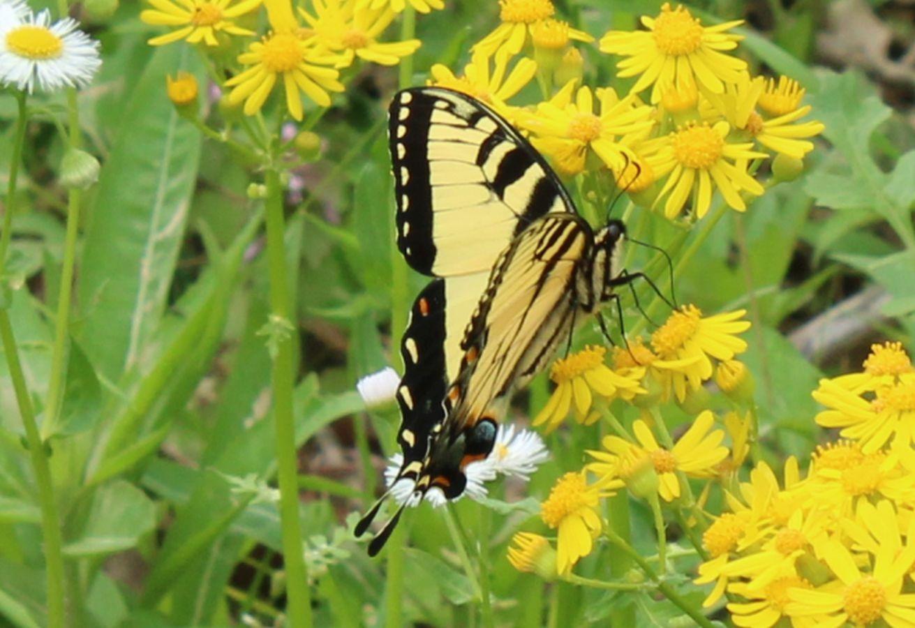 Canon EOS Rebel T7 DSLR Camera with EF-S 18-55mm f/3.5-5.6 is II Lens Plus Double Battery Tripod Cleaning Kit and Deco Gear Deluxe Case Accessory Bundle - Customer Photo 4
